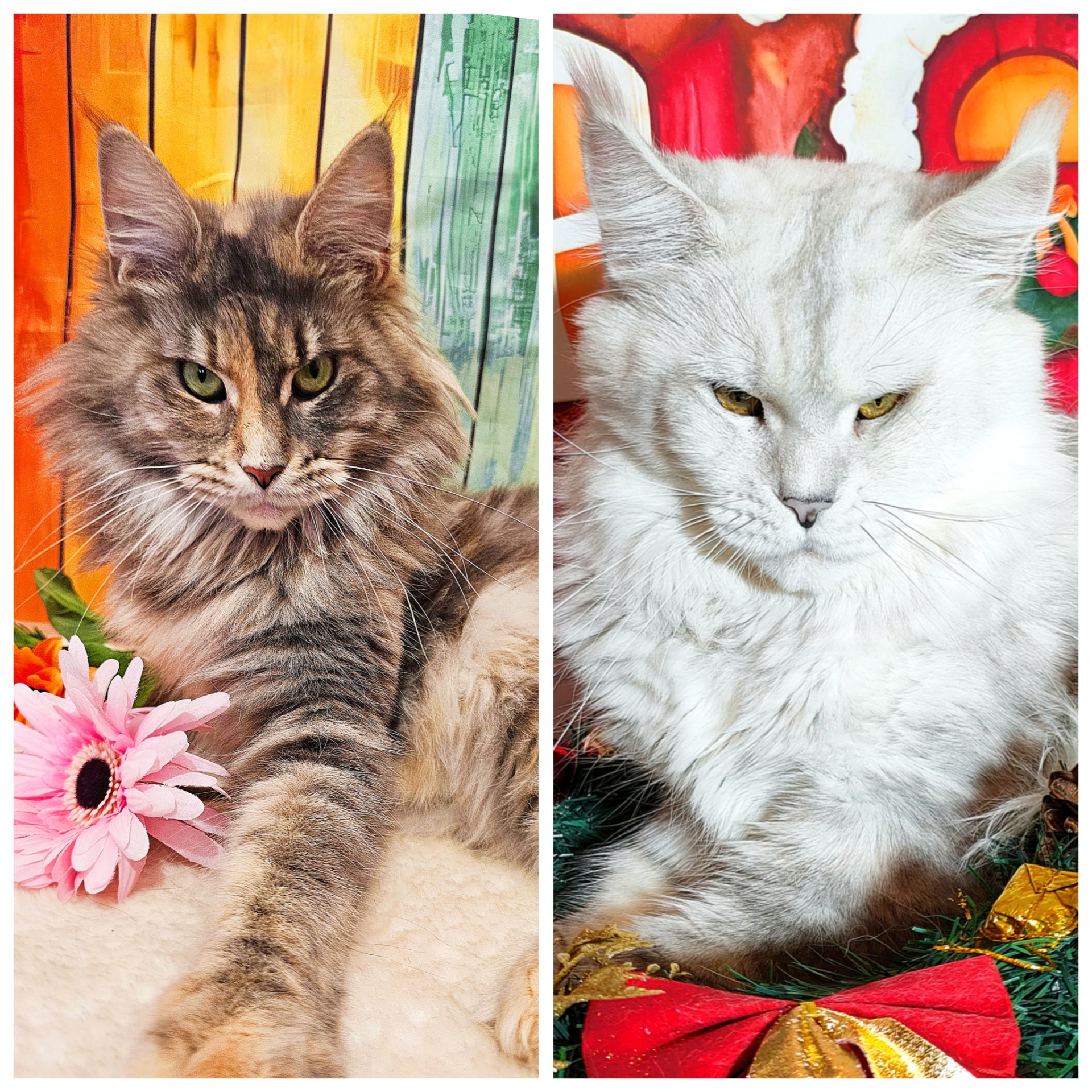 LADY X THUNDER (23 giugno 2025) LITTER: "THE QUEEN'S GAMBIT"