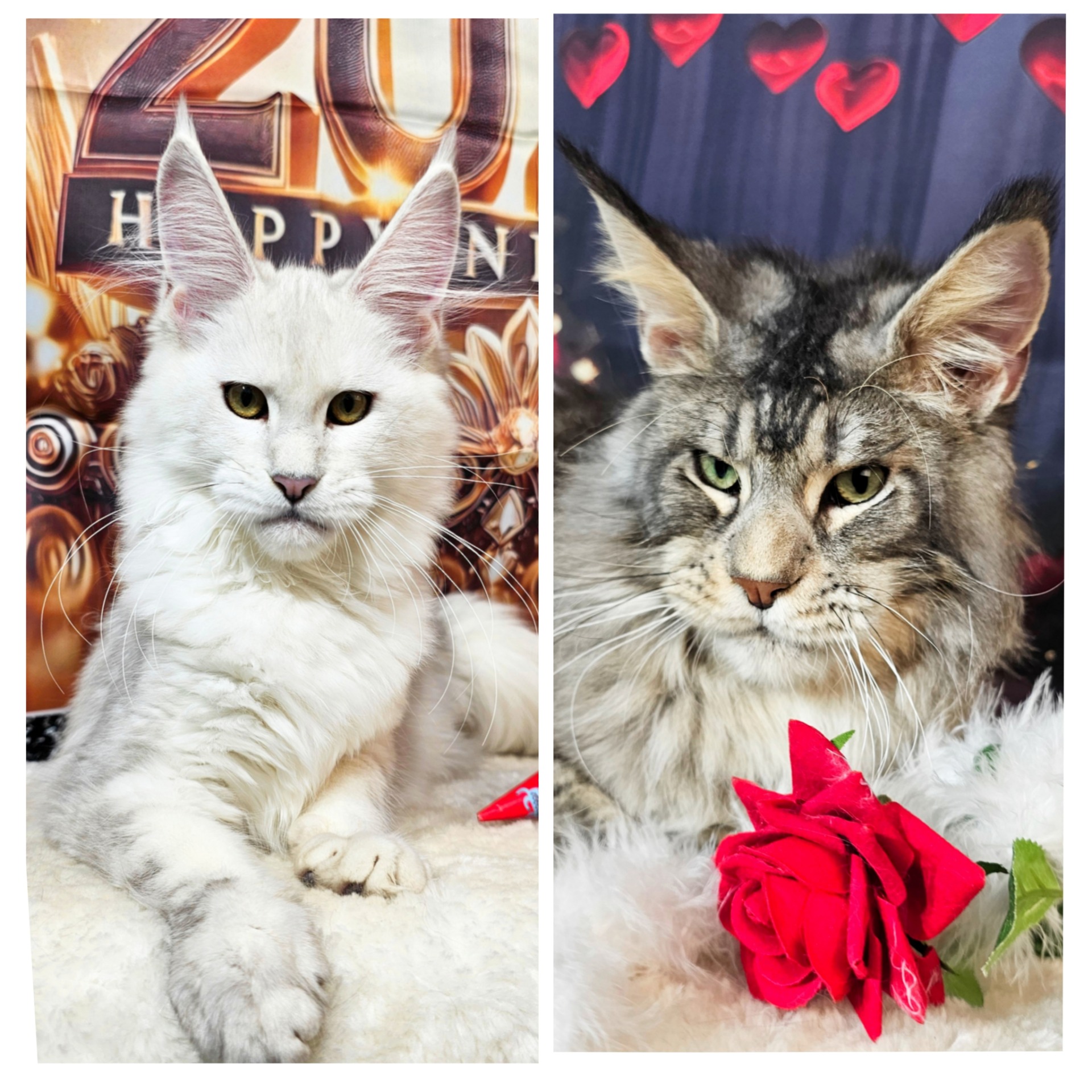 SANSA X DUTCH
