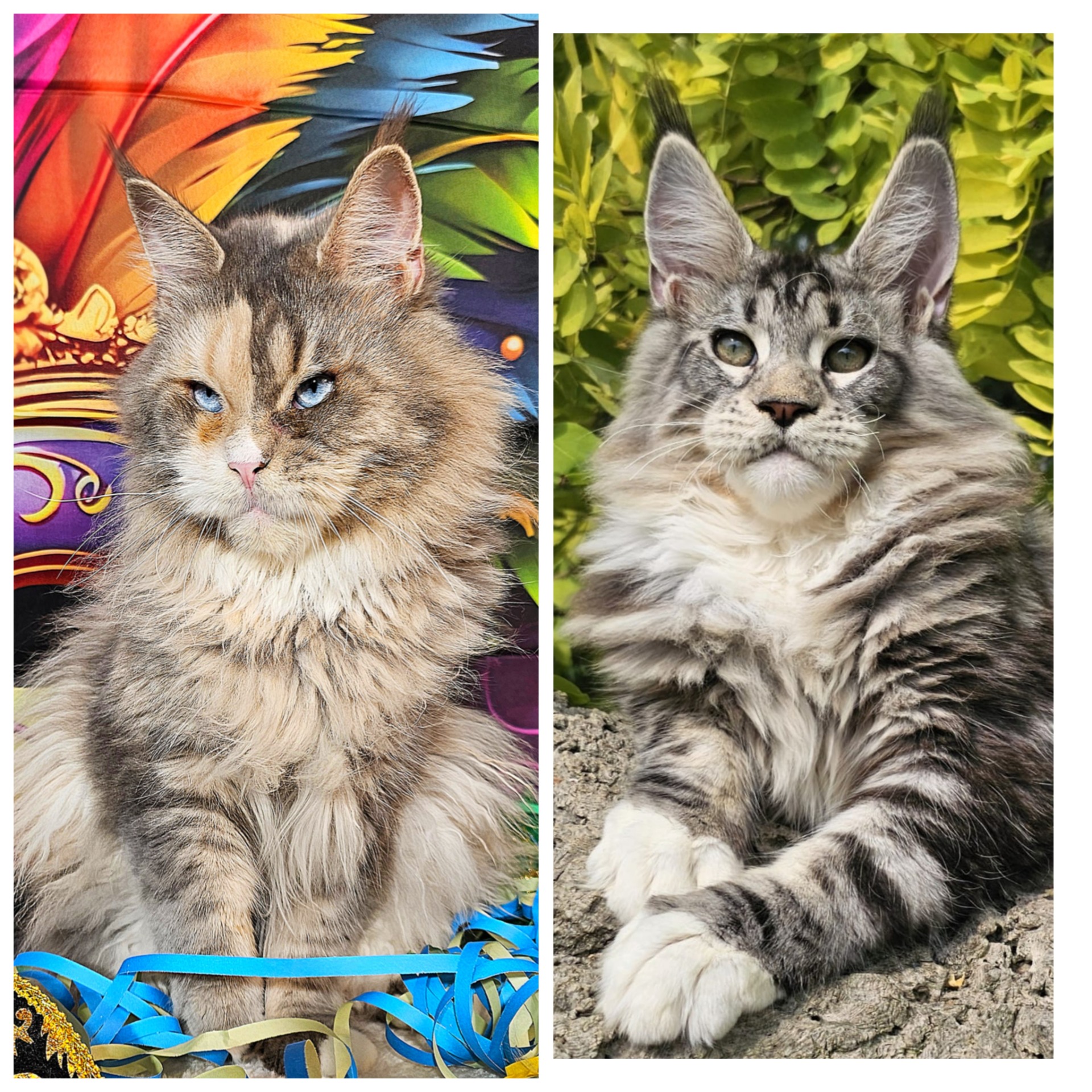 TWINKLE X LÉON 