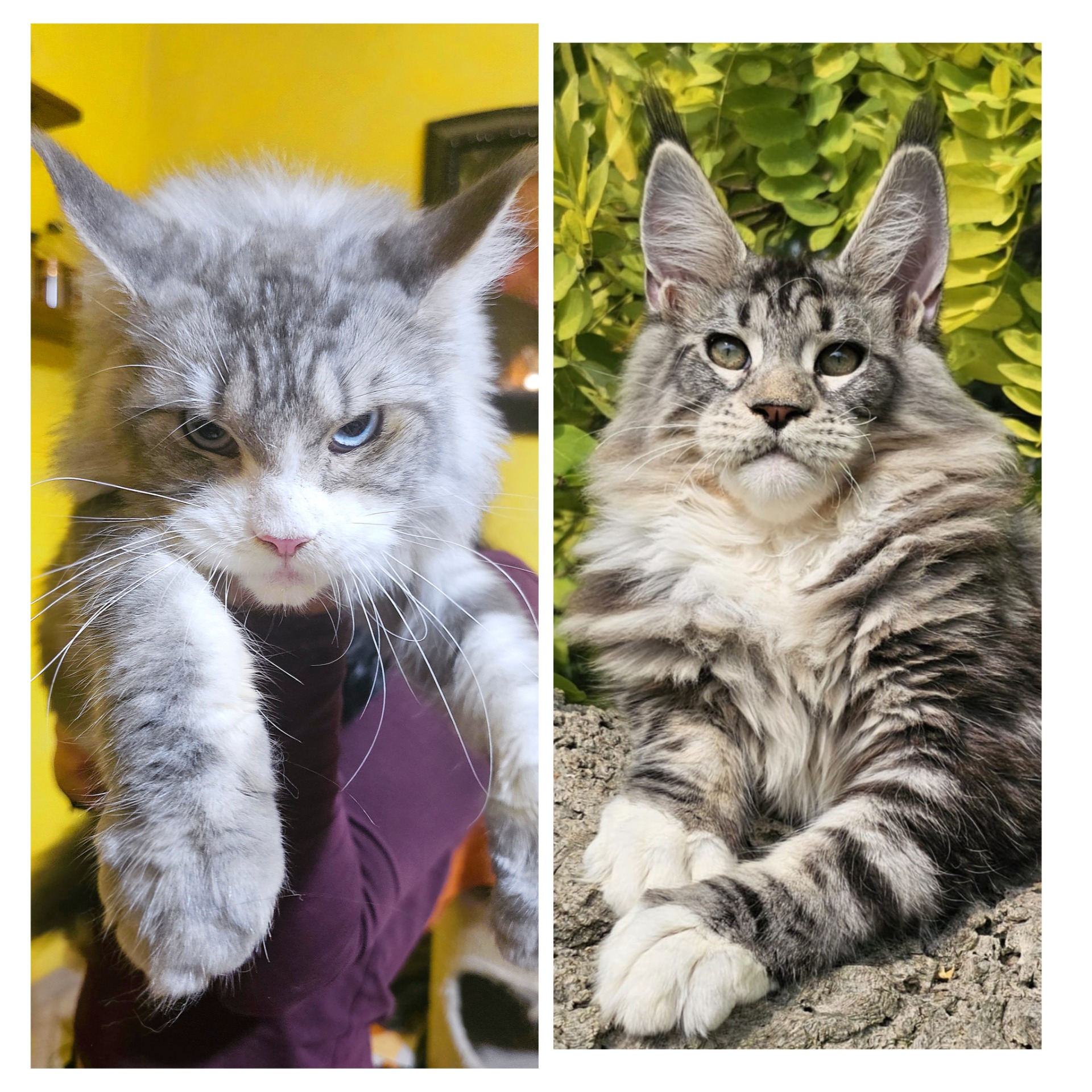 ALLISON X LÉON (dal 27 Settembre)