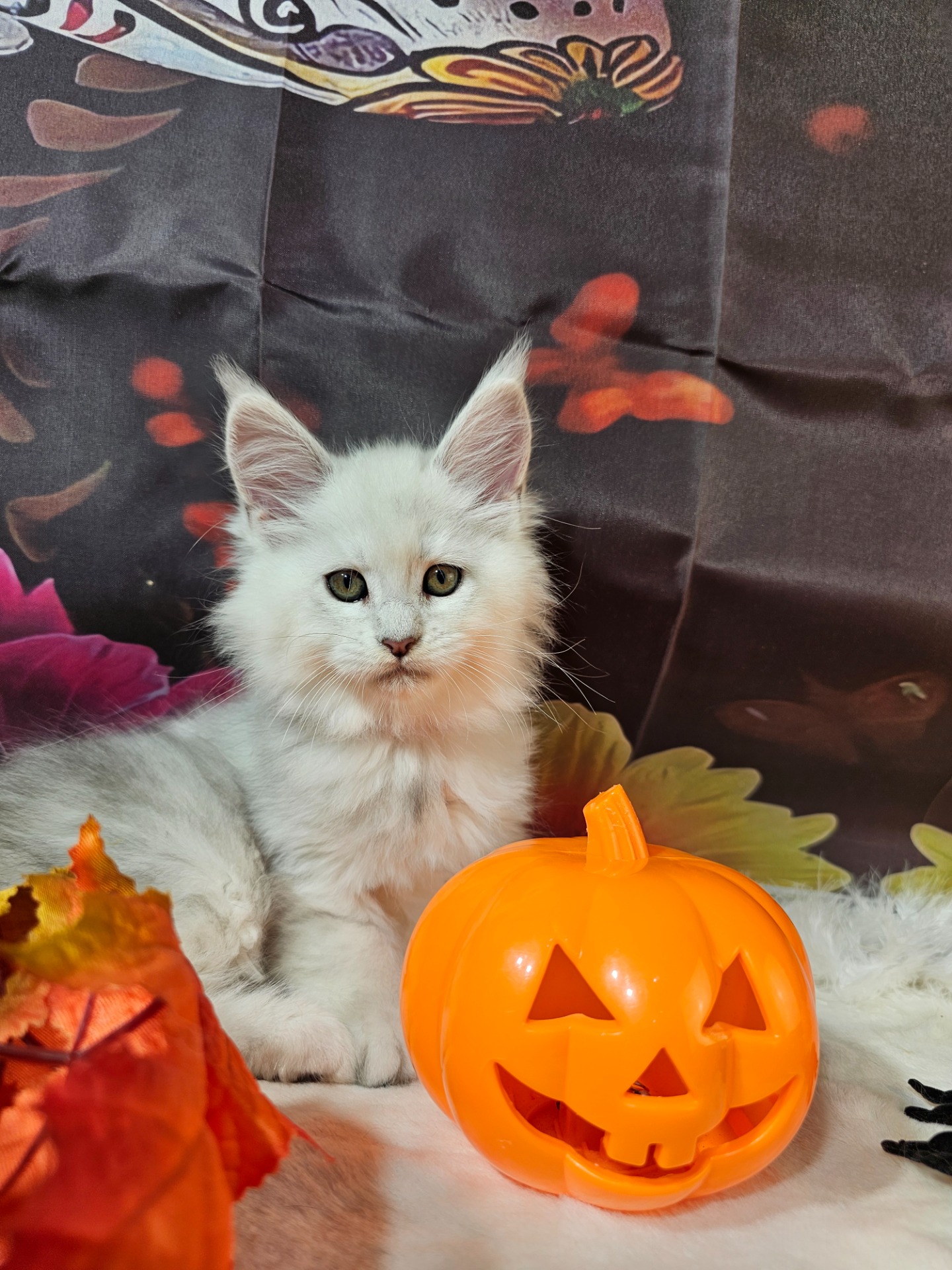 ⛔🩷WENDY RHOADES ALIAS' EMPIRE🩷⛔ AS11