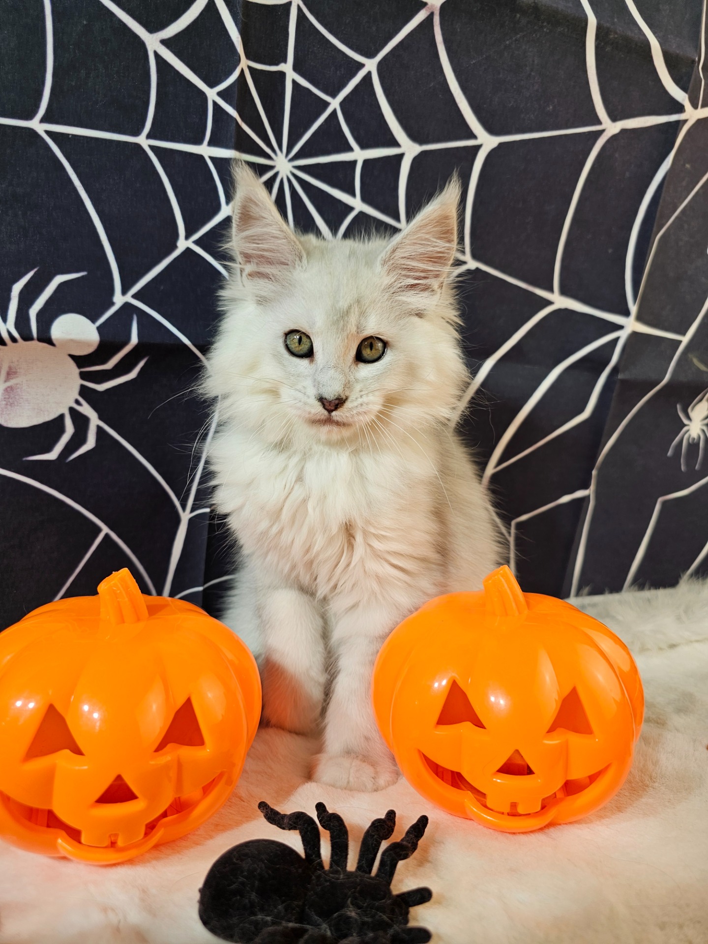 🩷TAYLOR ALIAS' EMPIRE 🩷 AS11