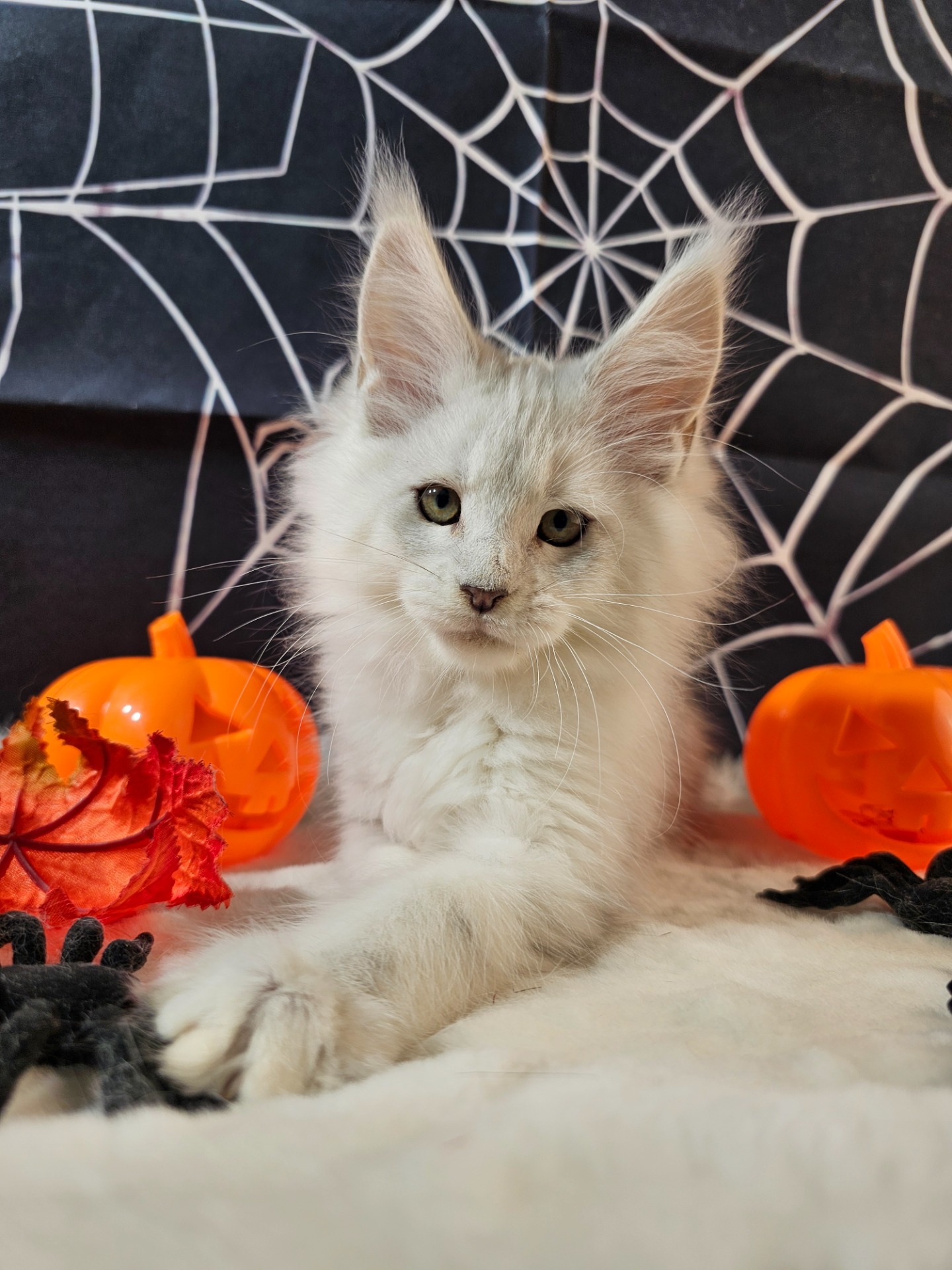 ⛔💙BOBBY AXELROD ALIAS' EMPIRE💙⛔ AS11