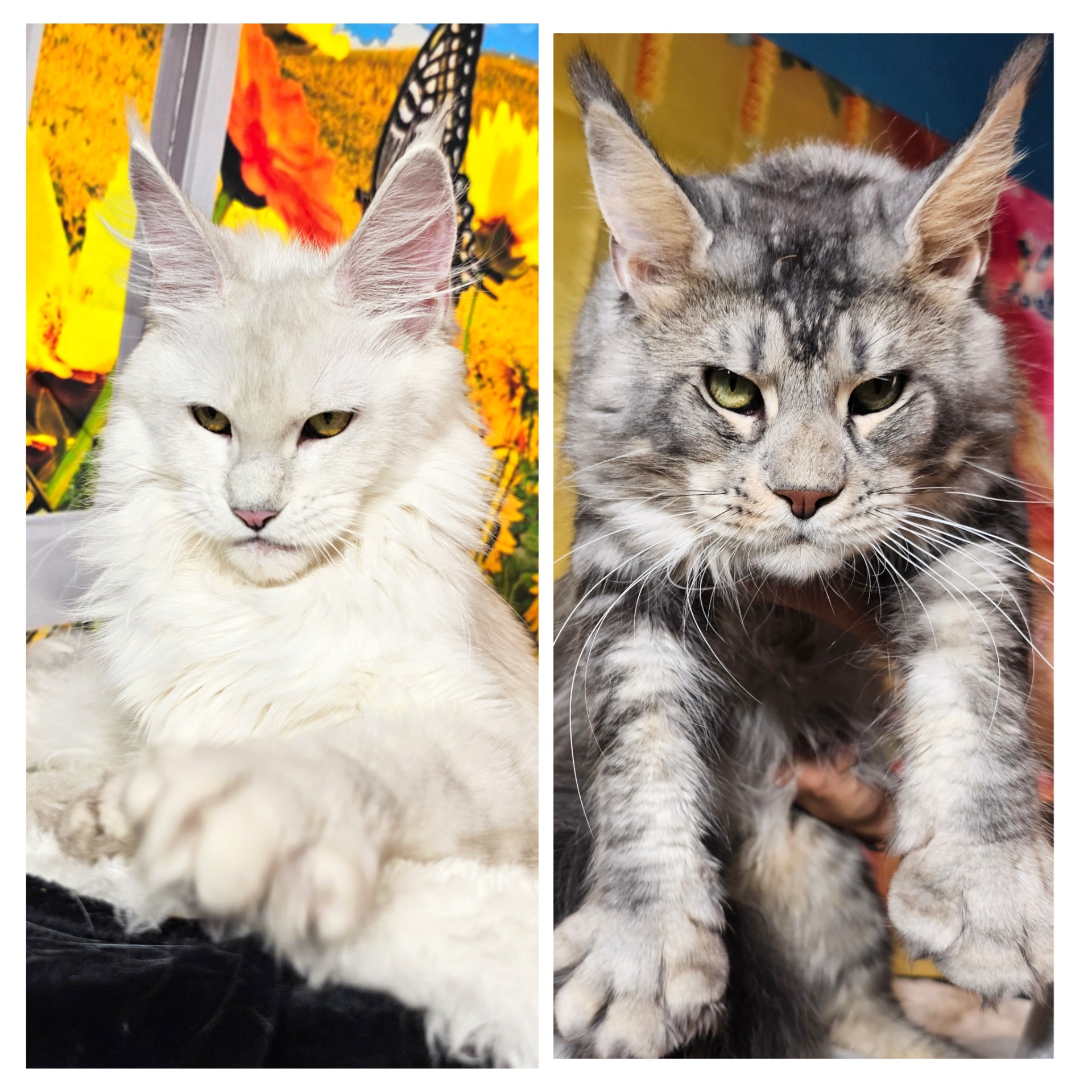 SANSA X DUTCH (09 Novembre 2025) LITTER : " THE LORD OF THE RINGS"