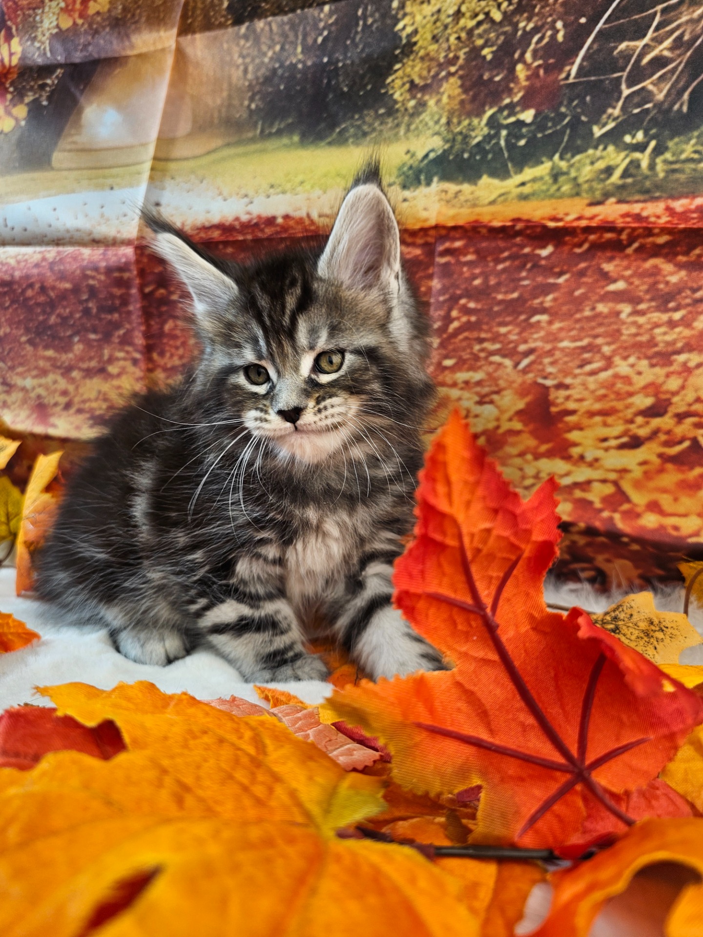 ⛔💙SAM WINCHESTER ALIAS' EMPIRE 💙⛔ (N22)