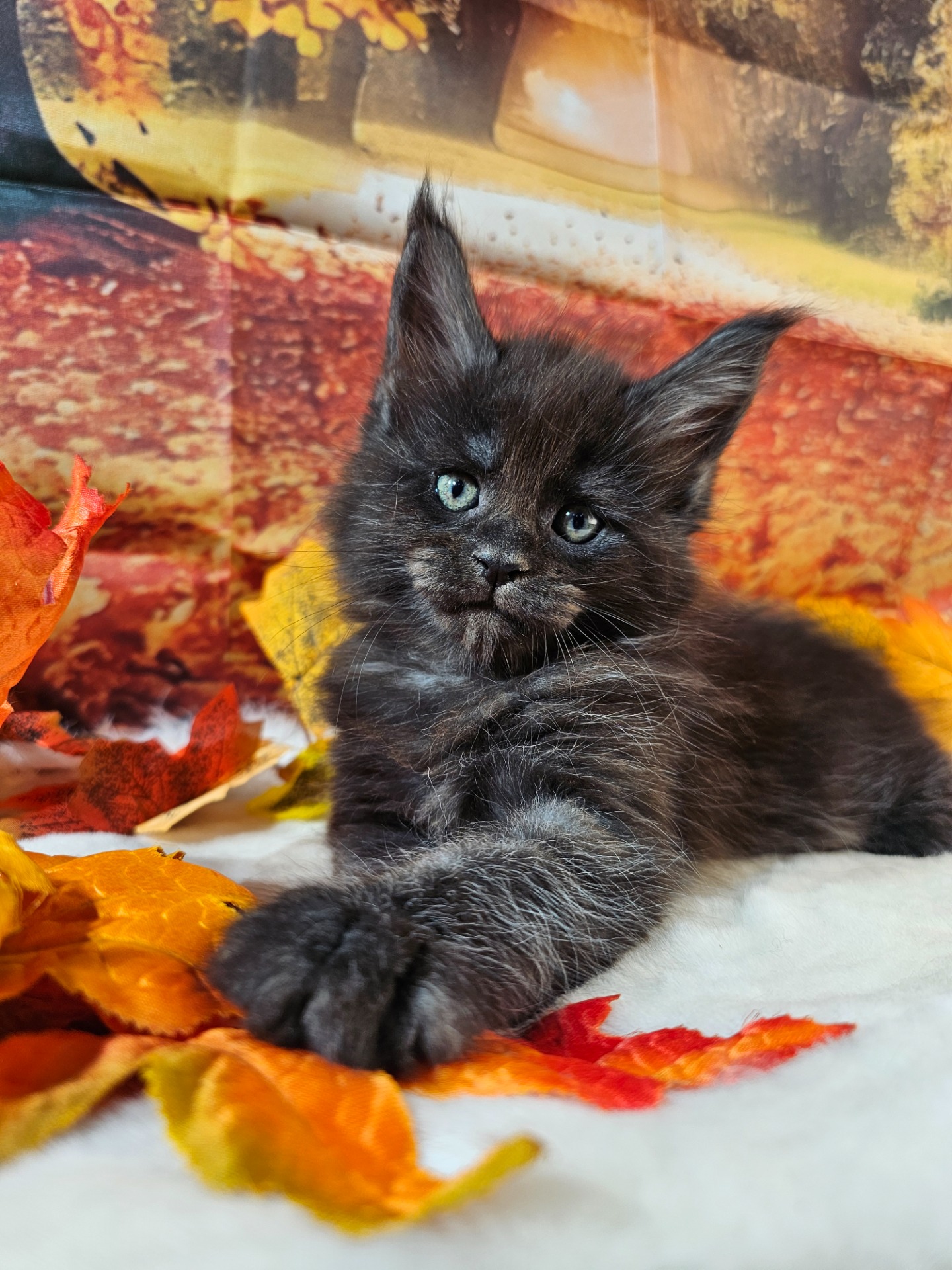 💙DEAN WINCHESTER ALIAS' EMPIRE💙 N (o NS)