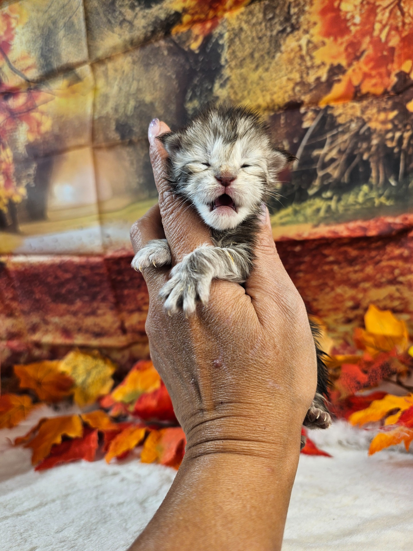 🩷ARWEN ALIAS' EMPIRE 🩷 NS22