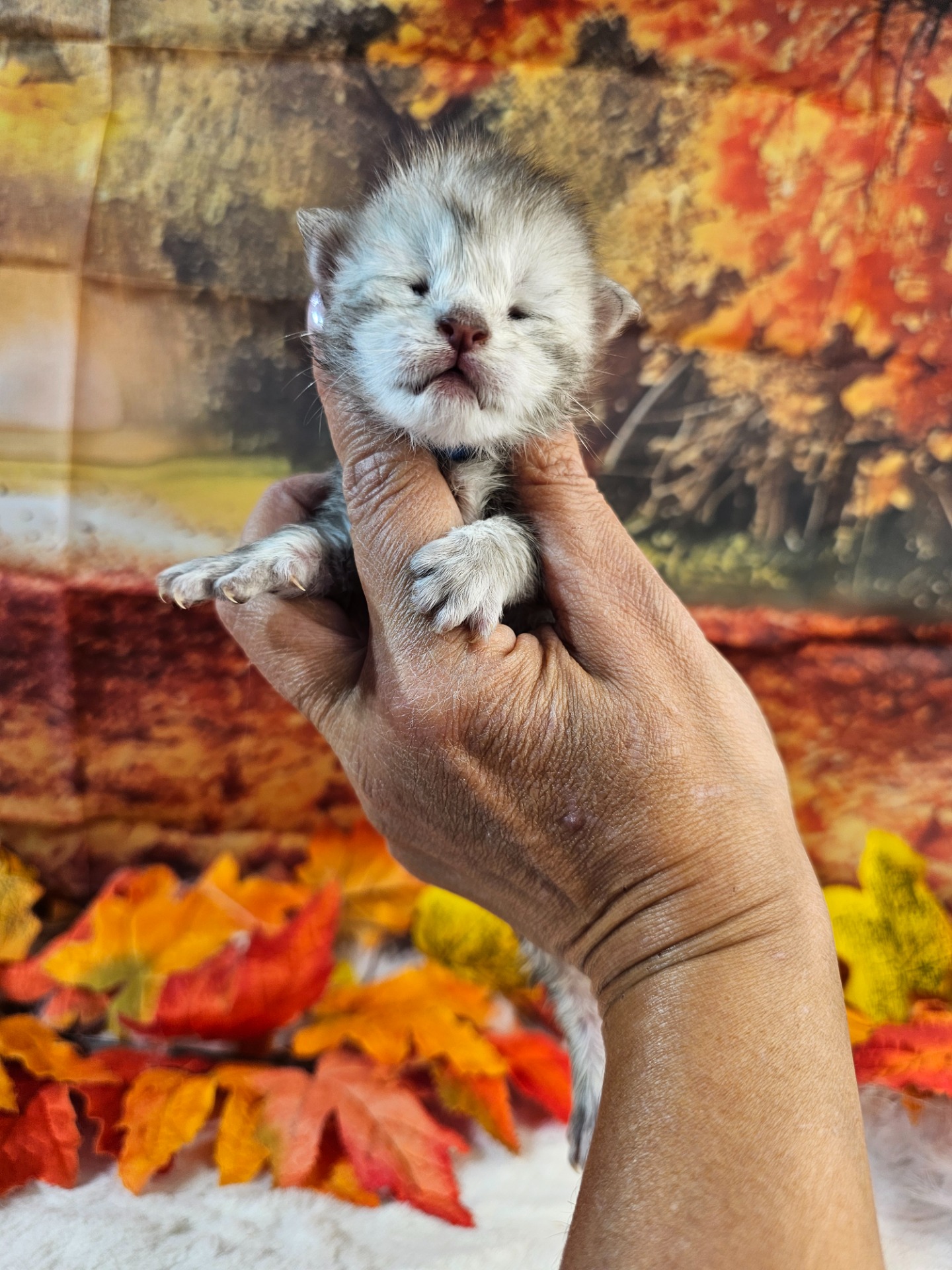 💙ARAGORN ALIAS' EMPIRE 💙 NS25