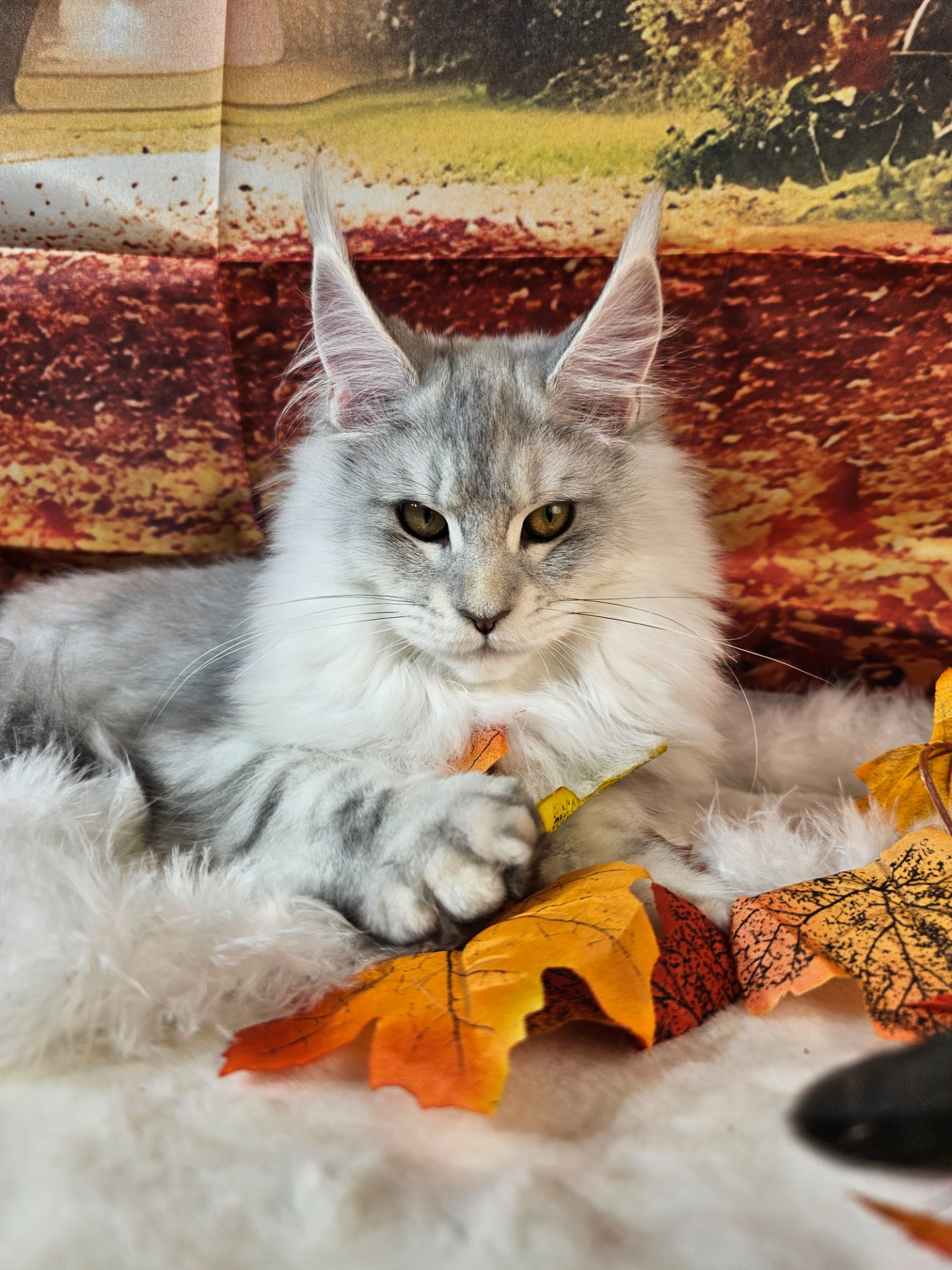 FELLON CARRINGTON ALIAS' EMPIRE