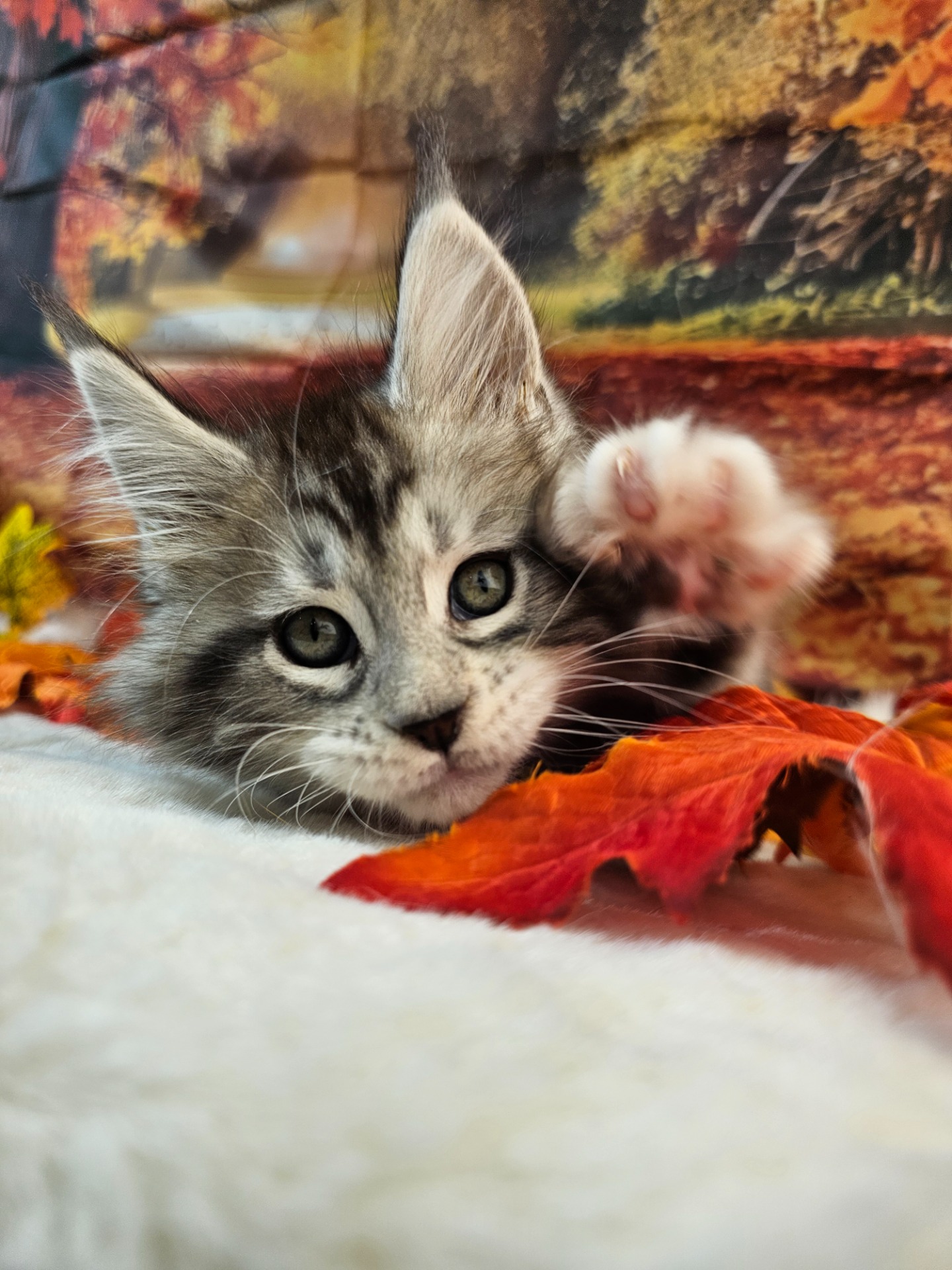 ⛔💙SMITH JARROD ALIAS' EMPIRE 💙⛔🩶NS22 09 