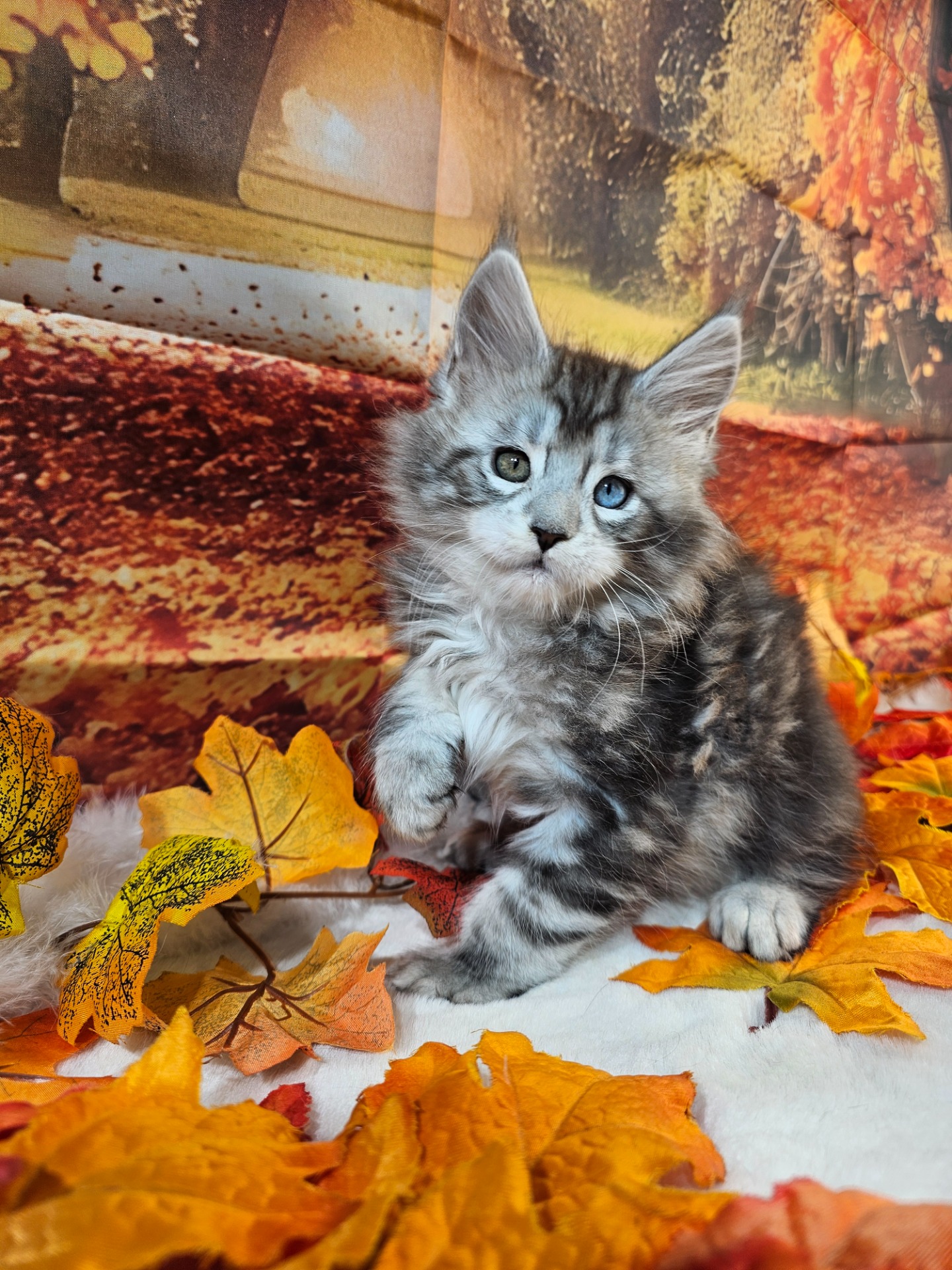 💙STEVE BRADY ALIAS' EMPIRE💙🟤 NS22 09 61