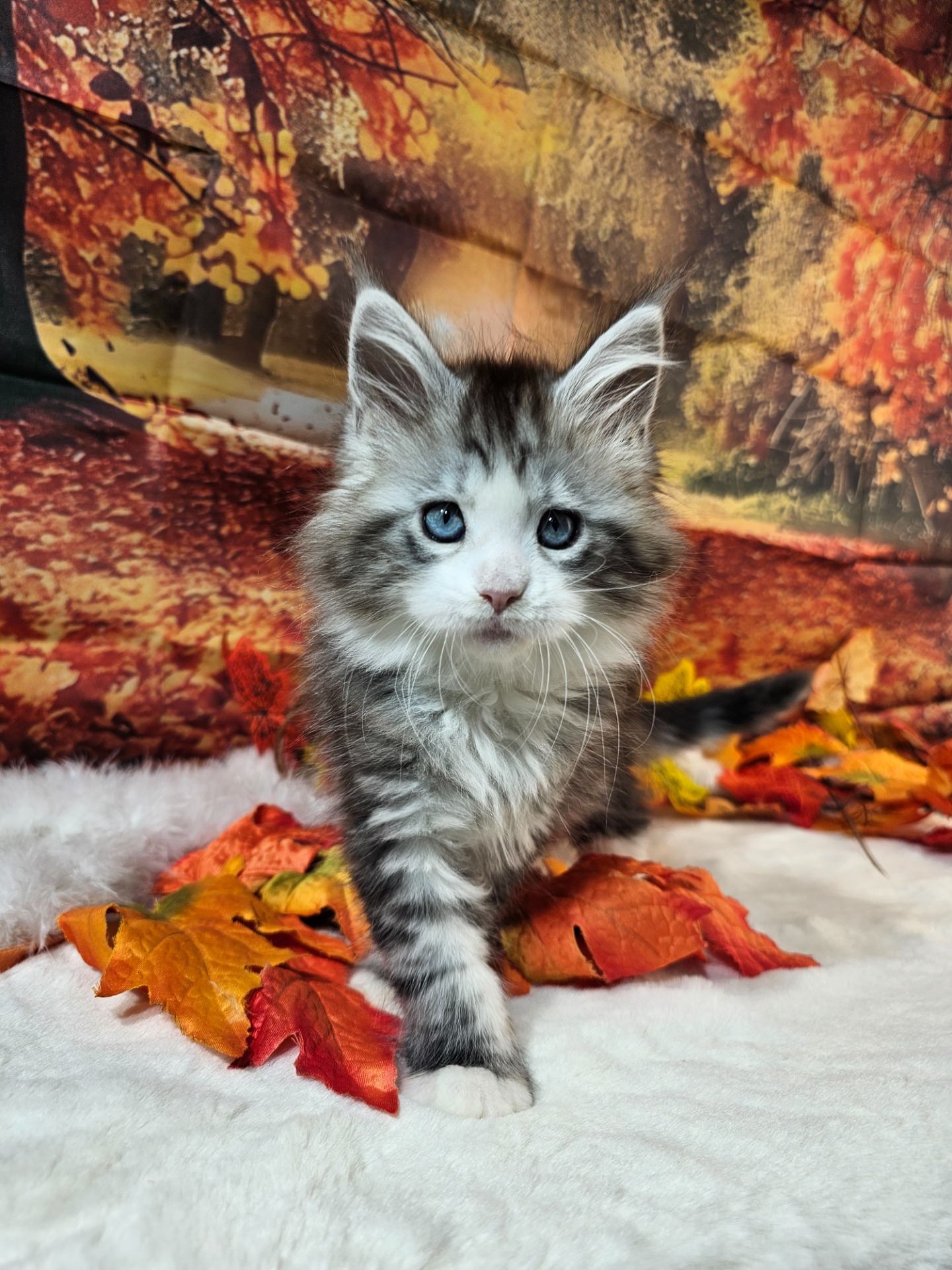 🩷CARRIE BRADSHAW ALIAS' EMPIRE🩷🔶NS22 09 61