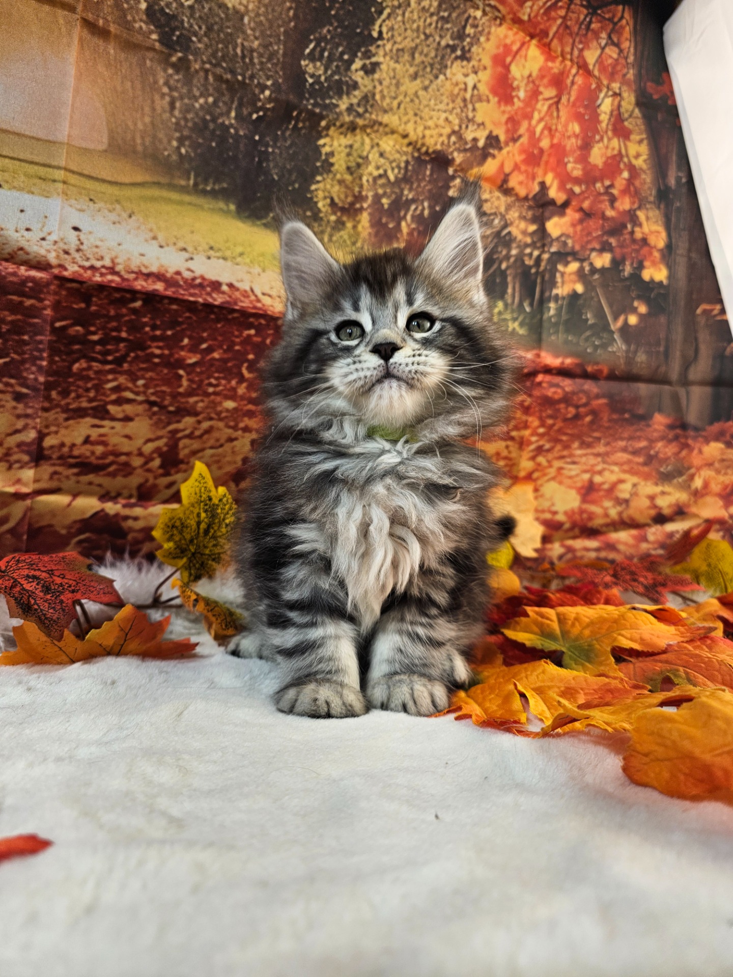 💙HARRY GOLDENBLATT ALIAS' EMPIRE💙🟨NS22 09