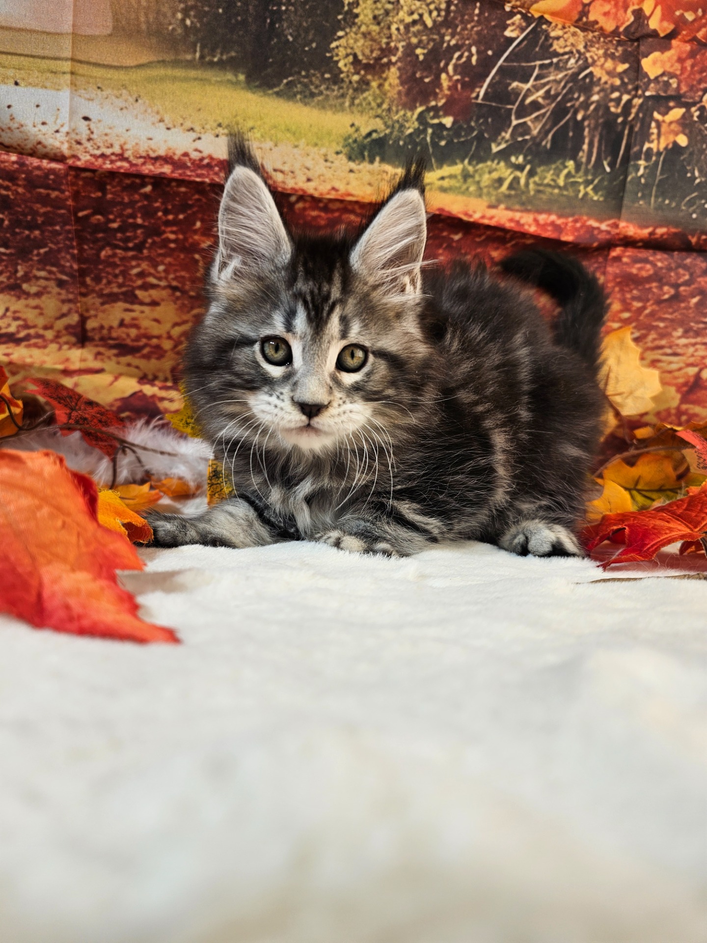 💙MR BIG ALIAS' EMPIRE💙🔷NS22