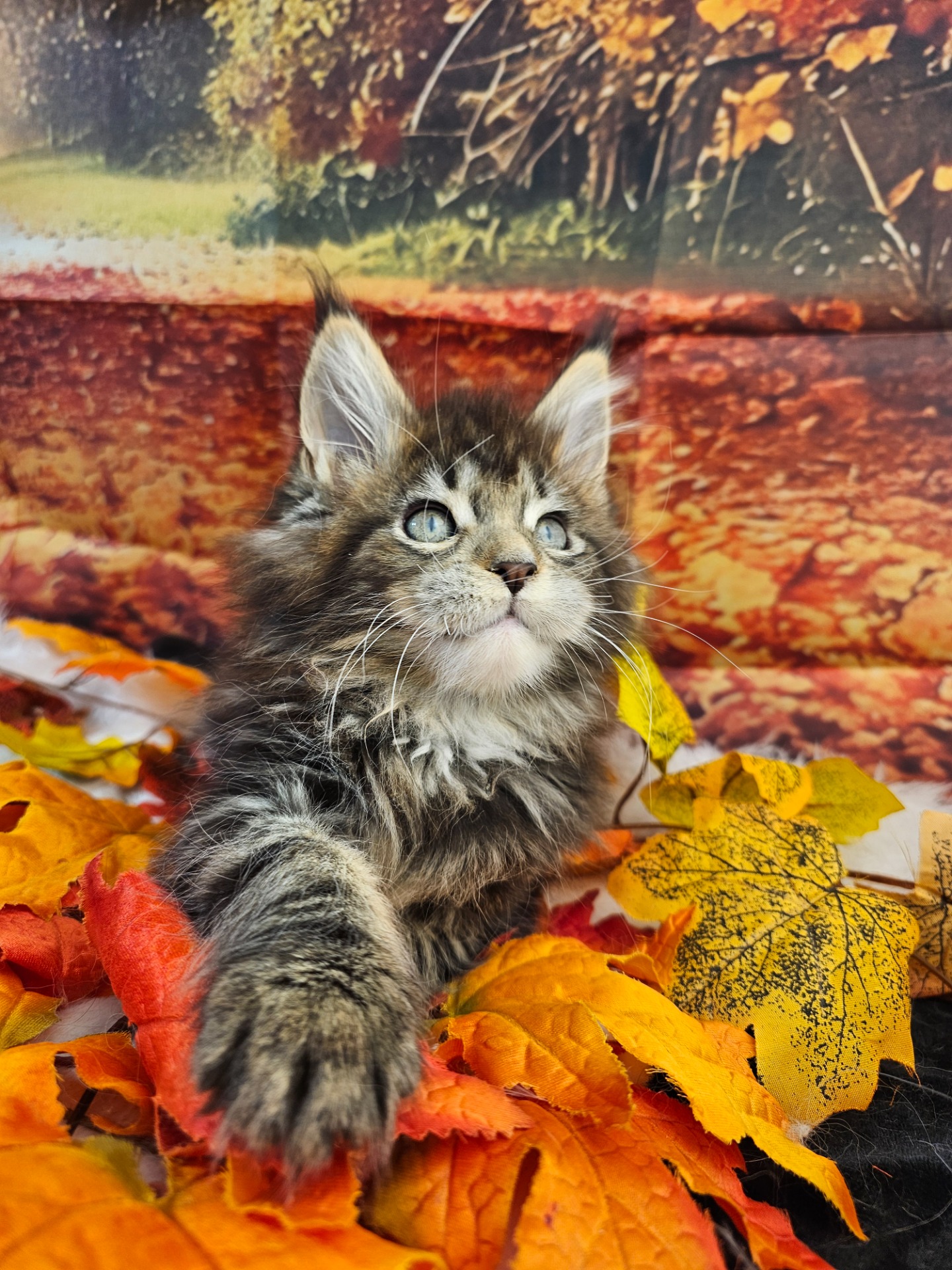 🩷CHARLOTTE YORK ALIAS' EMPIRE 🩷 🟪N22 09