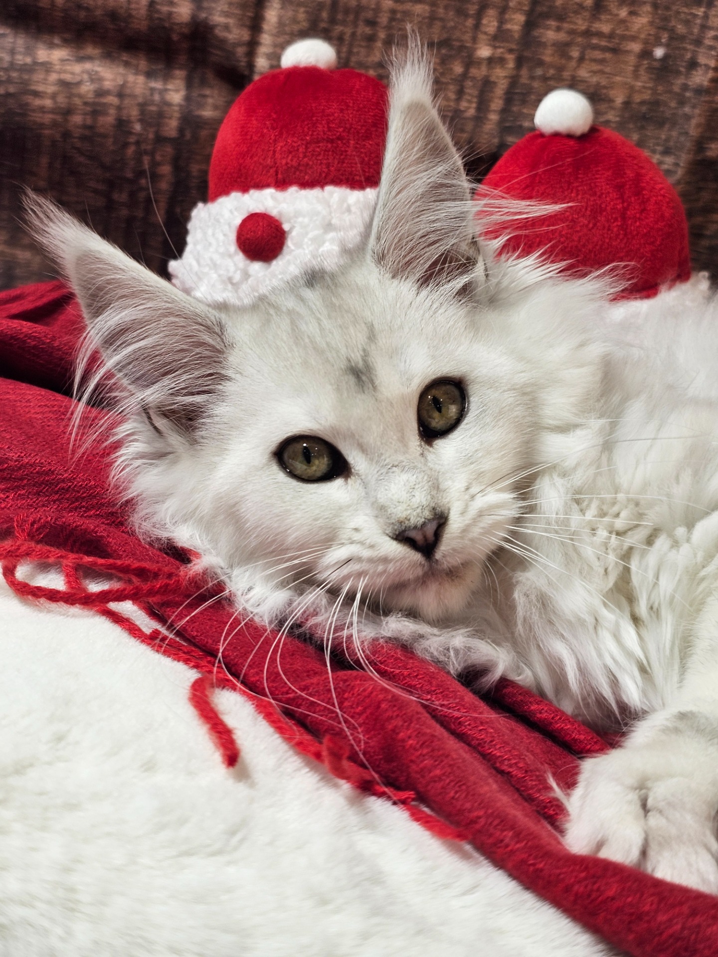 🩷TAYLOR ALIAS' EMPIRE 🩷 AS11