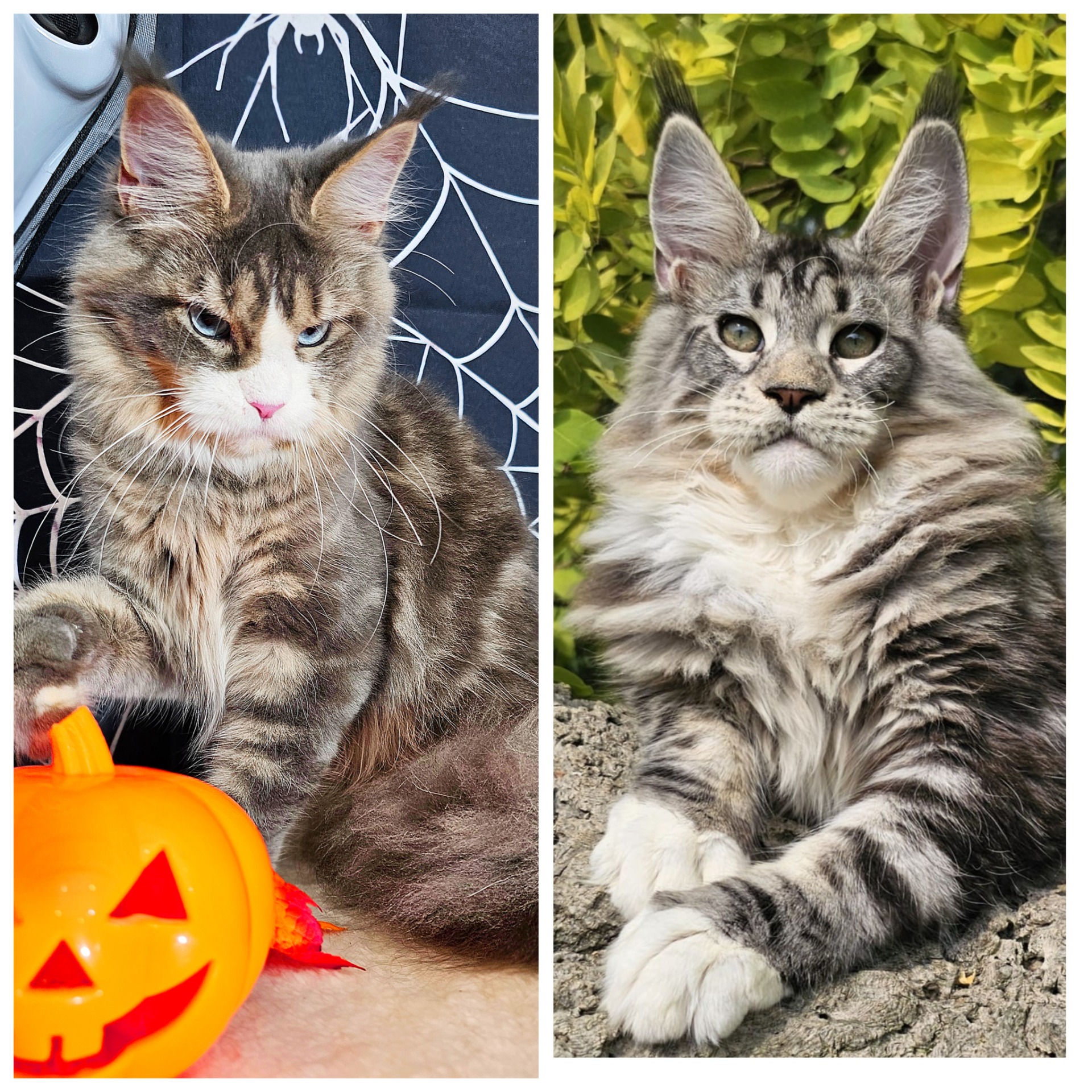 BUFFY X LÉON (1 Gennaio 2026) LITTER : “KILL BILL “