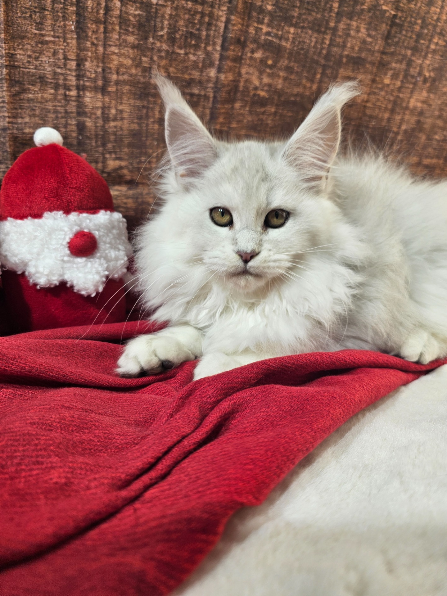 WENDY RHOADES ALIAS' EMPIRE 