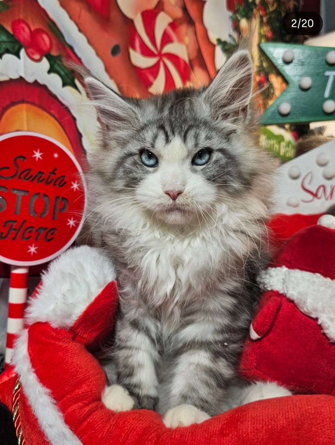 ❓🩷CARRIE BRADSHAW ALIAS' EMPIRE🩷❓🔶NS22 09 61