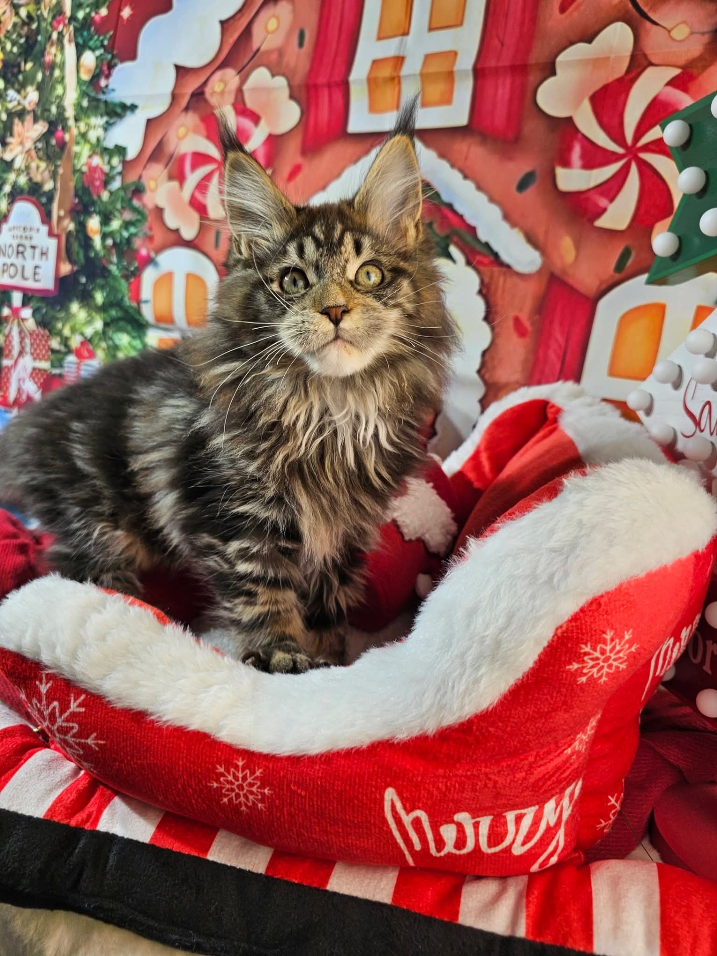 🩷CHARLOTTE YORK ALIAS' EMPIRE 🩷 🟪N22 09