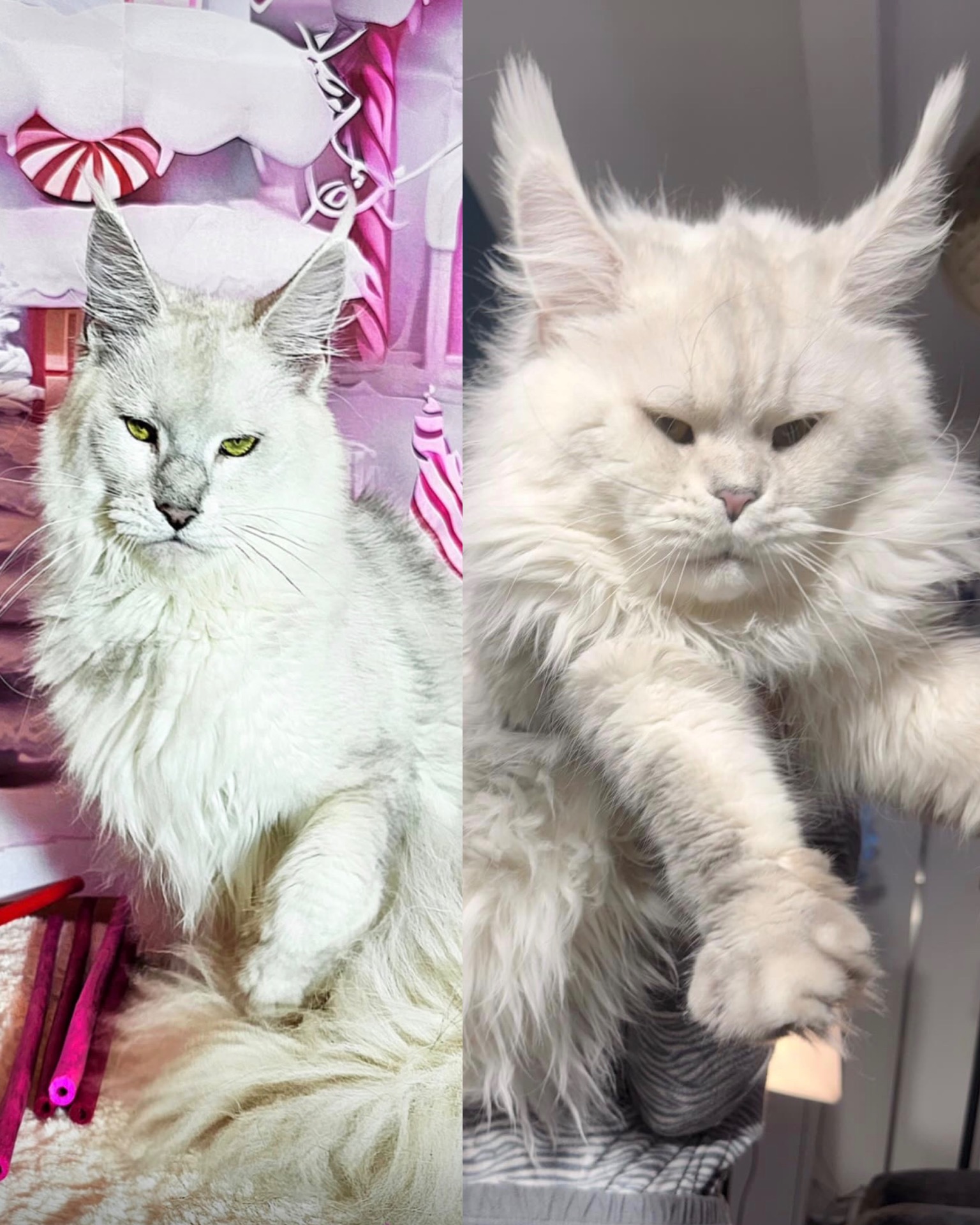 SIERRA X THUNDER (Dal  15 febbraio 2026)