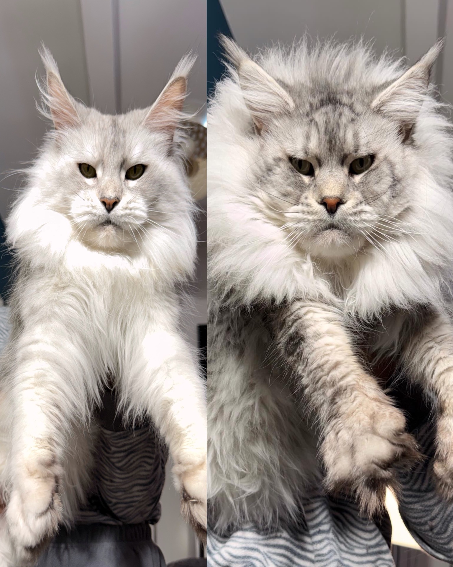 YUKI X HUNTER (dal 23 Febbraio 2026)