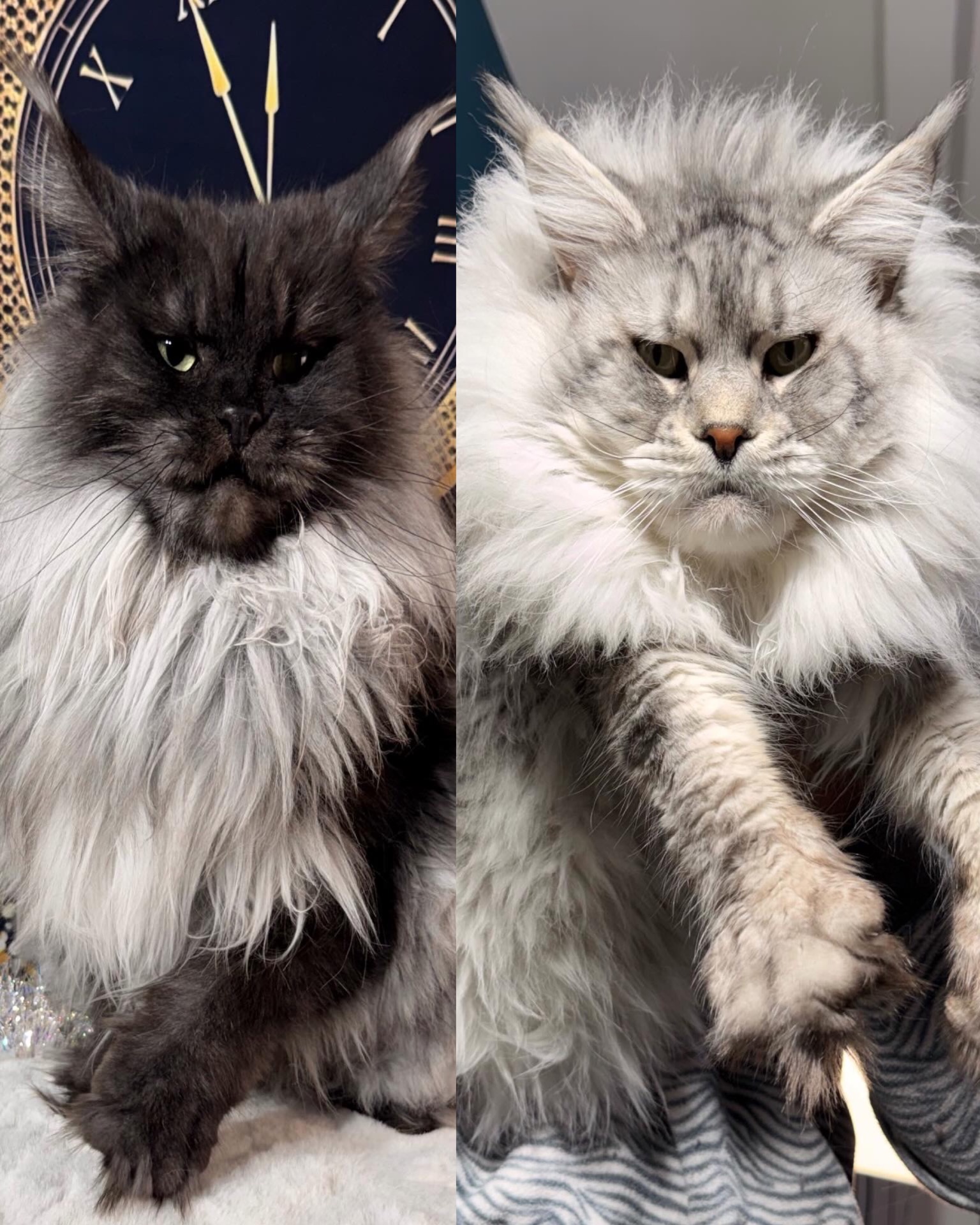 GRACE X HUNTER (dal 18 Febbraio 2026)