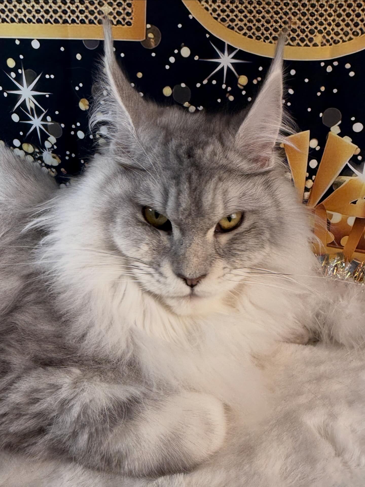 FELLON CARRINGTON ALIAS' EMPIRE 