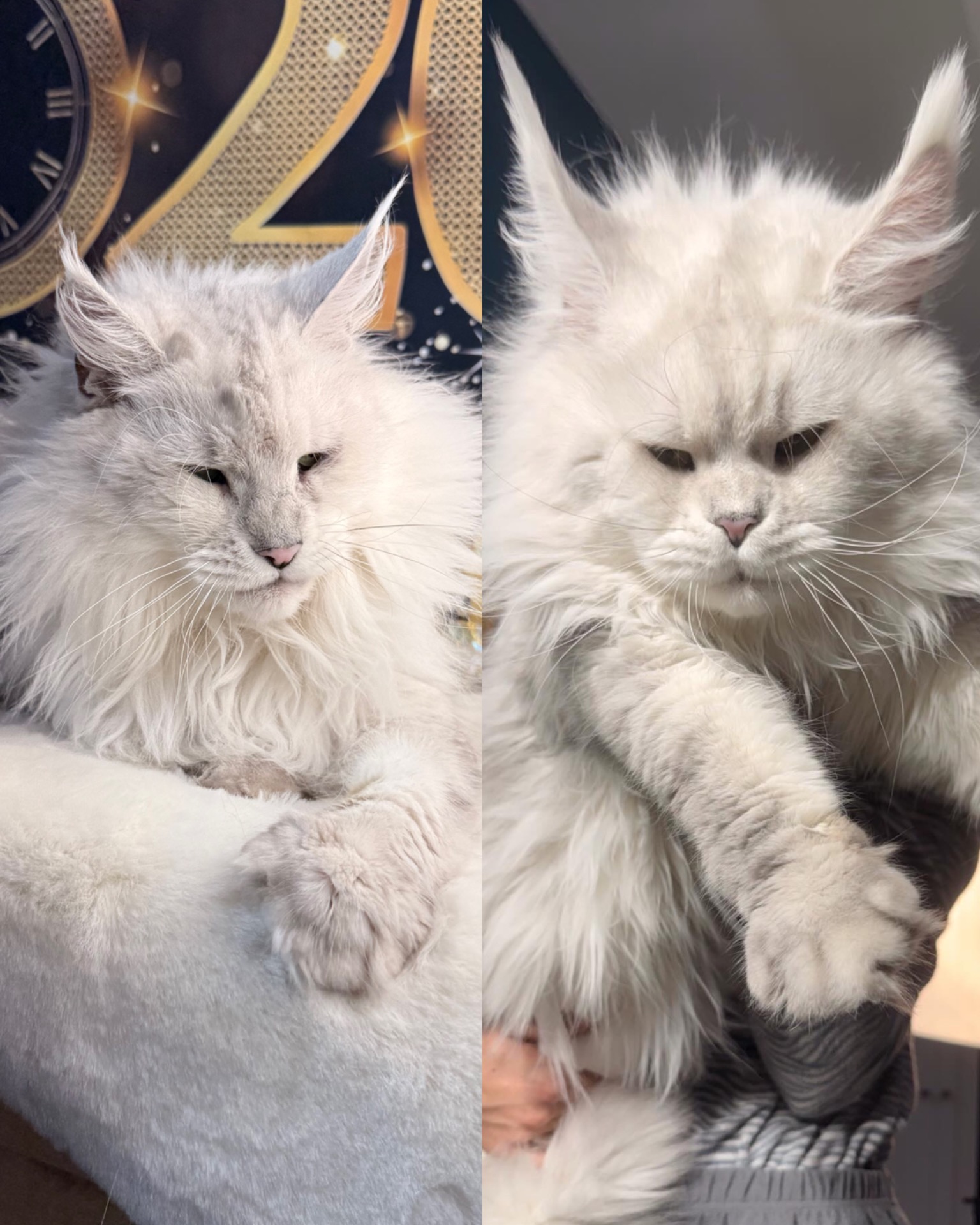 SIERRA X THUNDER (15 febbraio 2026) LITTER : “VIKINGS”