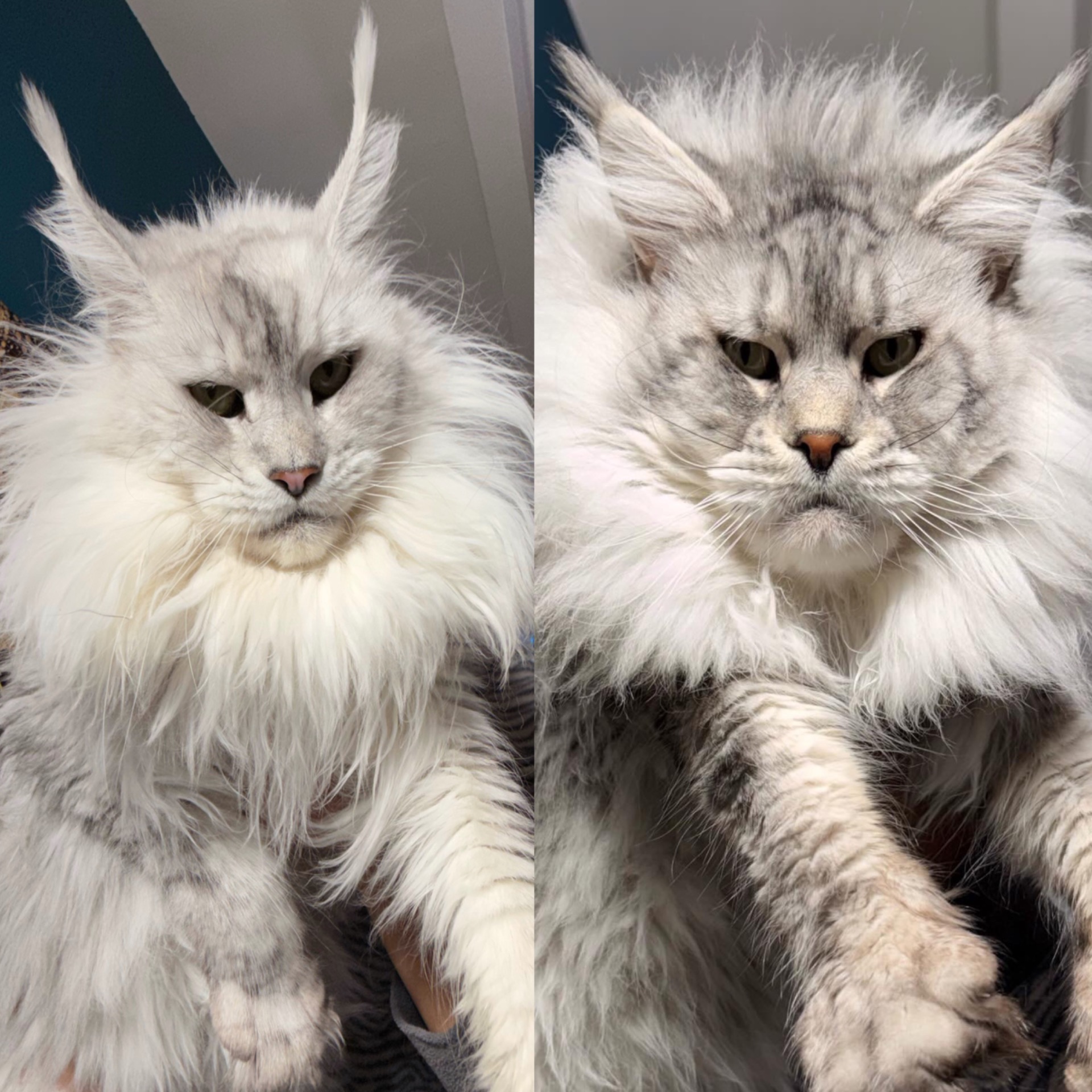 MOONLIGHT X HUNTER (dal 20 Marzo)