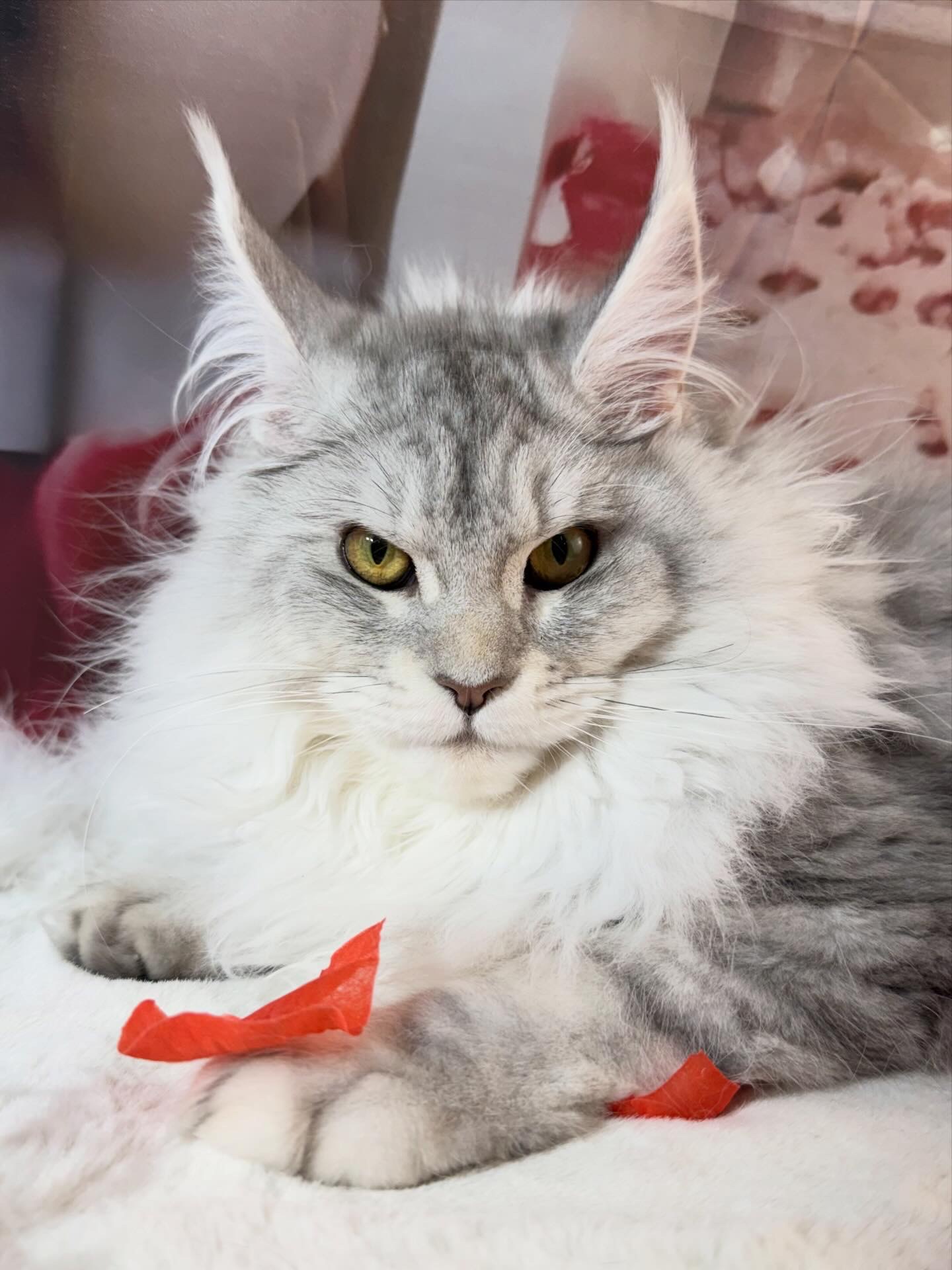 FELLON CARRINGTON ALIAS' EMPIRE 