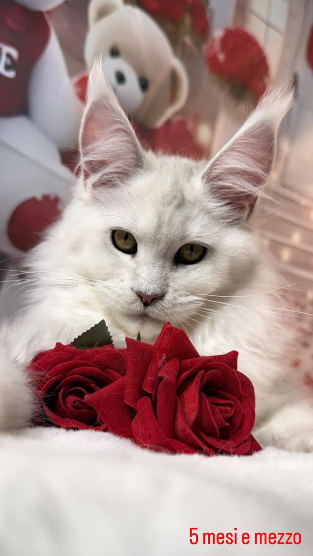 WENDY RHOADES ALIAS' EMPIRE 