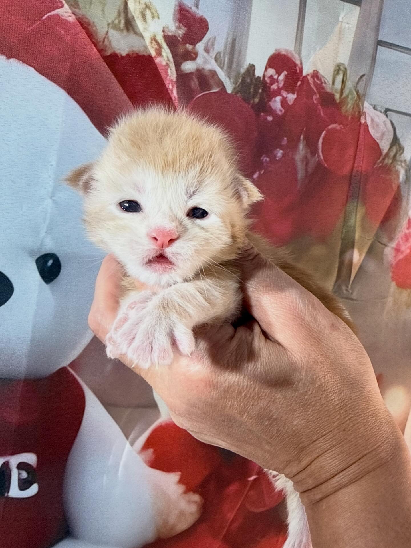 💙TIM BRADFORD ALIAS’ EMPIRE💙 DS(22)