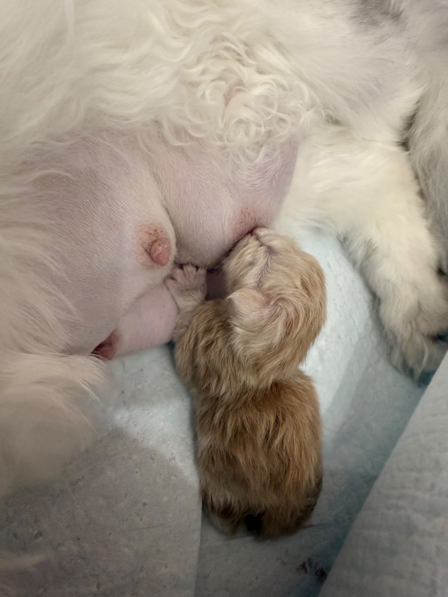 ⛔️💙ASLAN ALIAS’ EMPIRE💙⛔️ (DS/ES?)