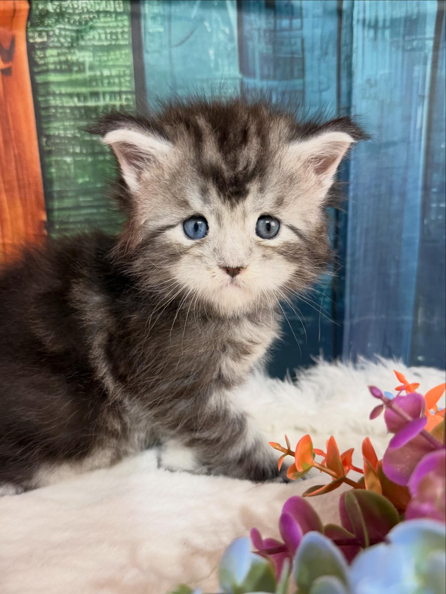 ⛔️💙JOHN NOLAN ALIAS’ EMPIRE💙⛔️NS 22 09 61