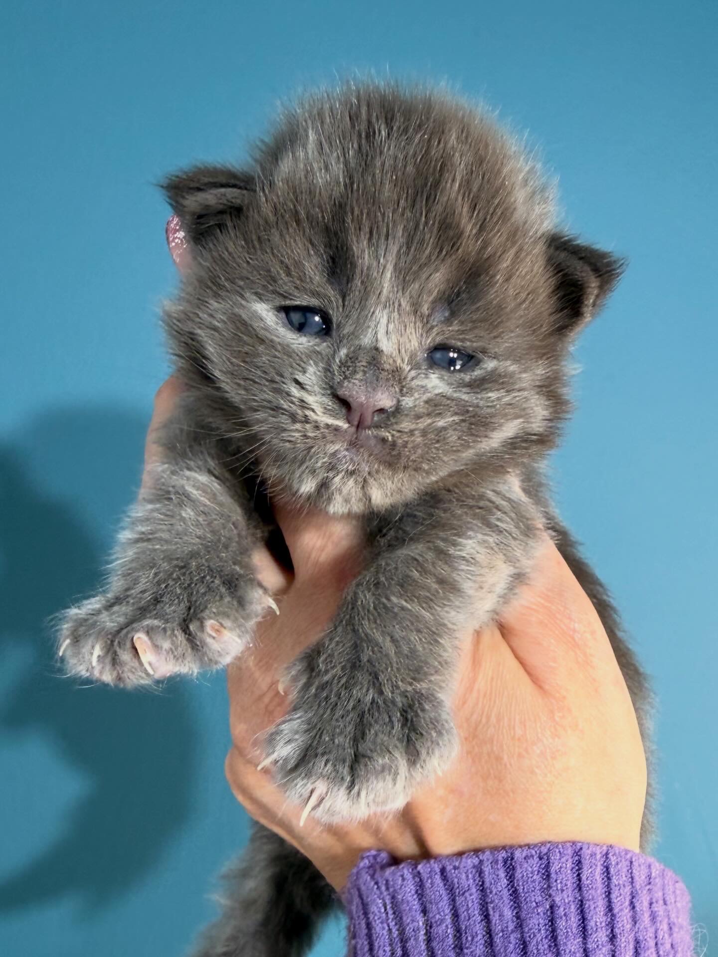 ⛔️💙MAGNETO ALIAS’ EMPIRE💙⛔️AS