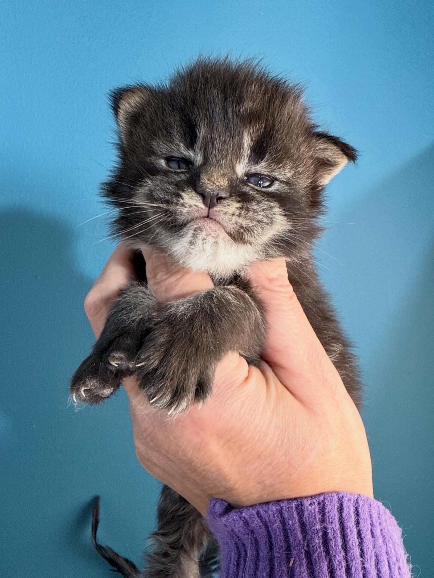 ❓🩷MYSTICA ALIAS’ EMPIRE🩷❓N22(25?)