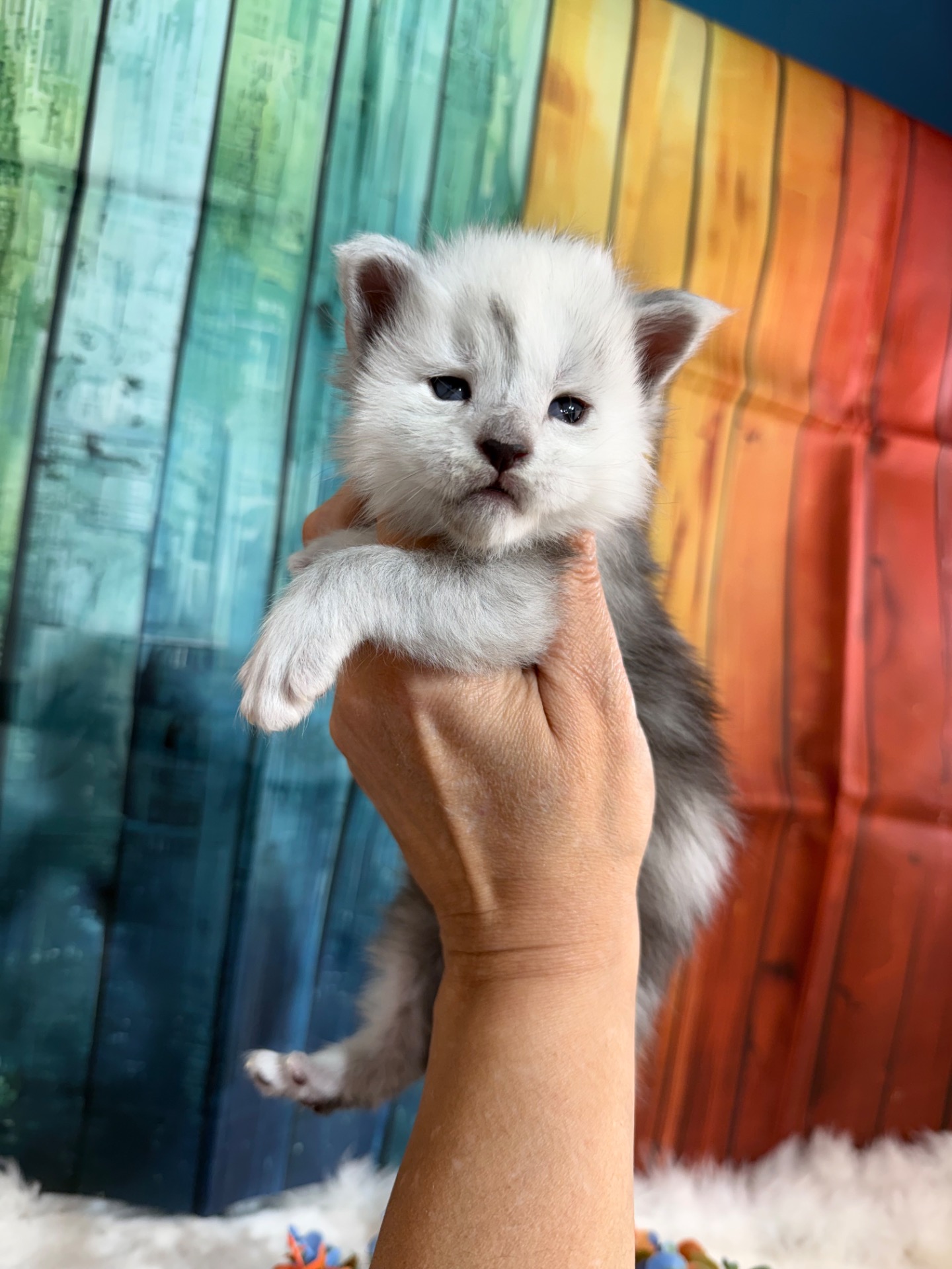 💙FLOKI ALIAS’ EMPIRE💙◾️ NS11