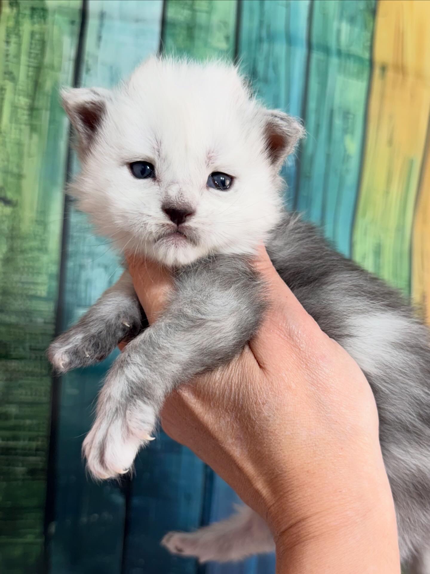 💙ROLLO ALIAS’ EMPIRE💙🟢 NS11