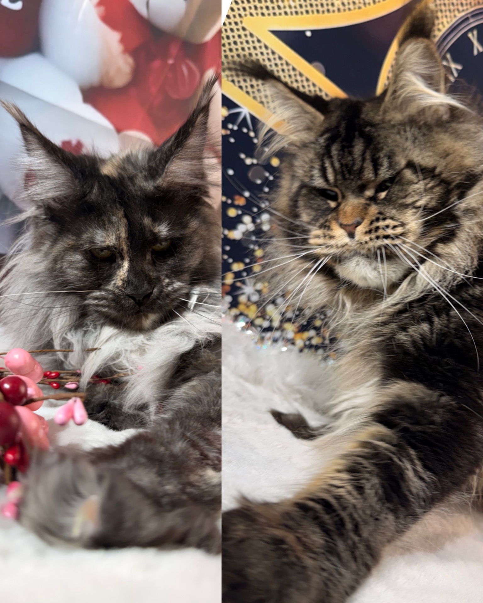 WINNIE X LOGAN (Dal 5 Maggio)