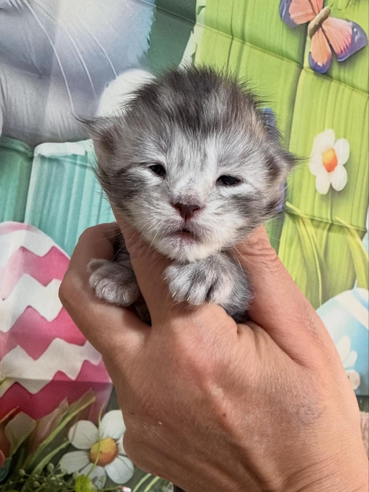 💙GUNNAR ALIAS’ EMPIRE💙 NS22◻️