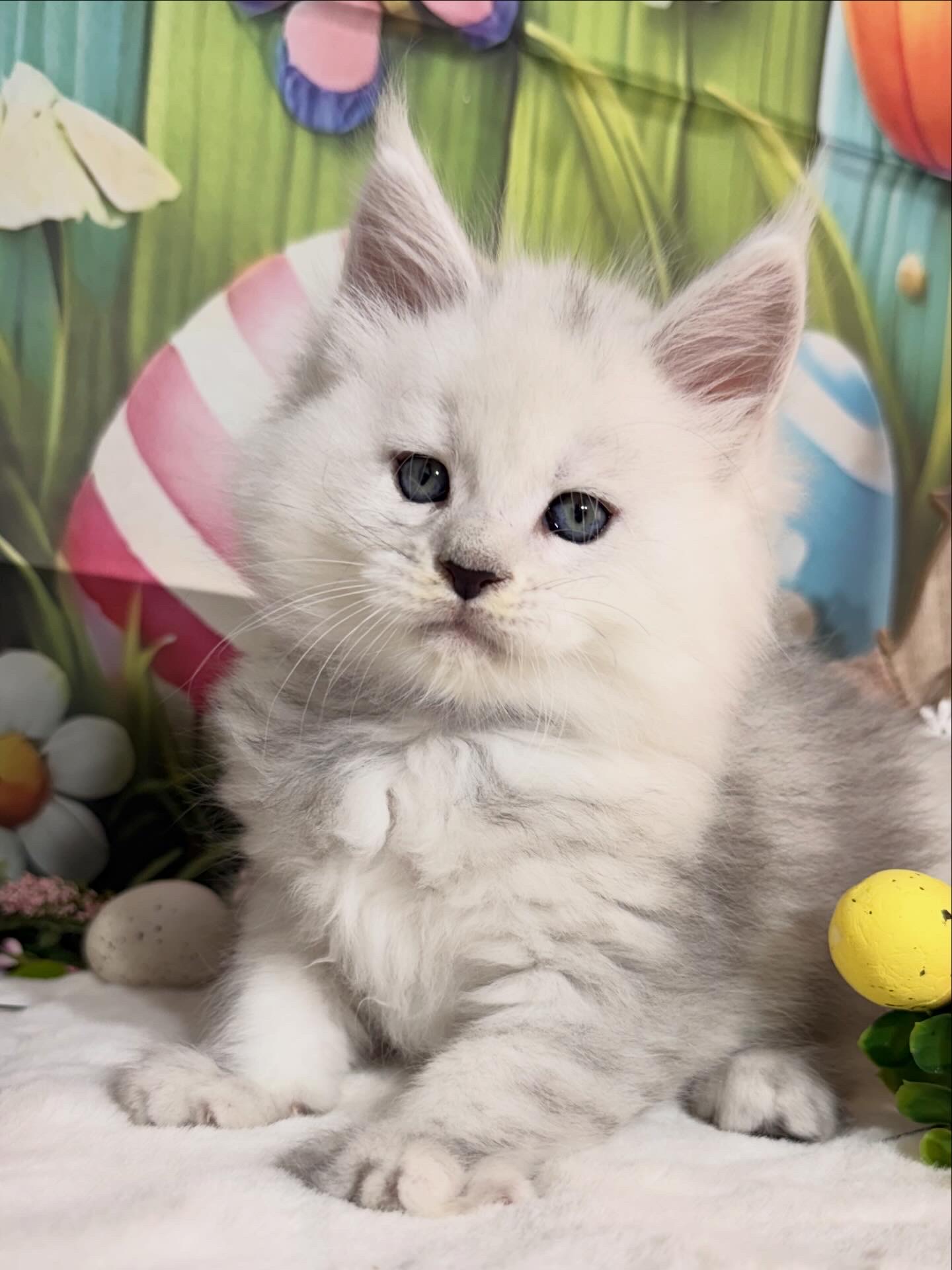 ⛔️💙RAGNAR ALIAS’ EMPIRE💙⛔️🟣NS11(12?)