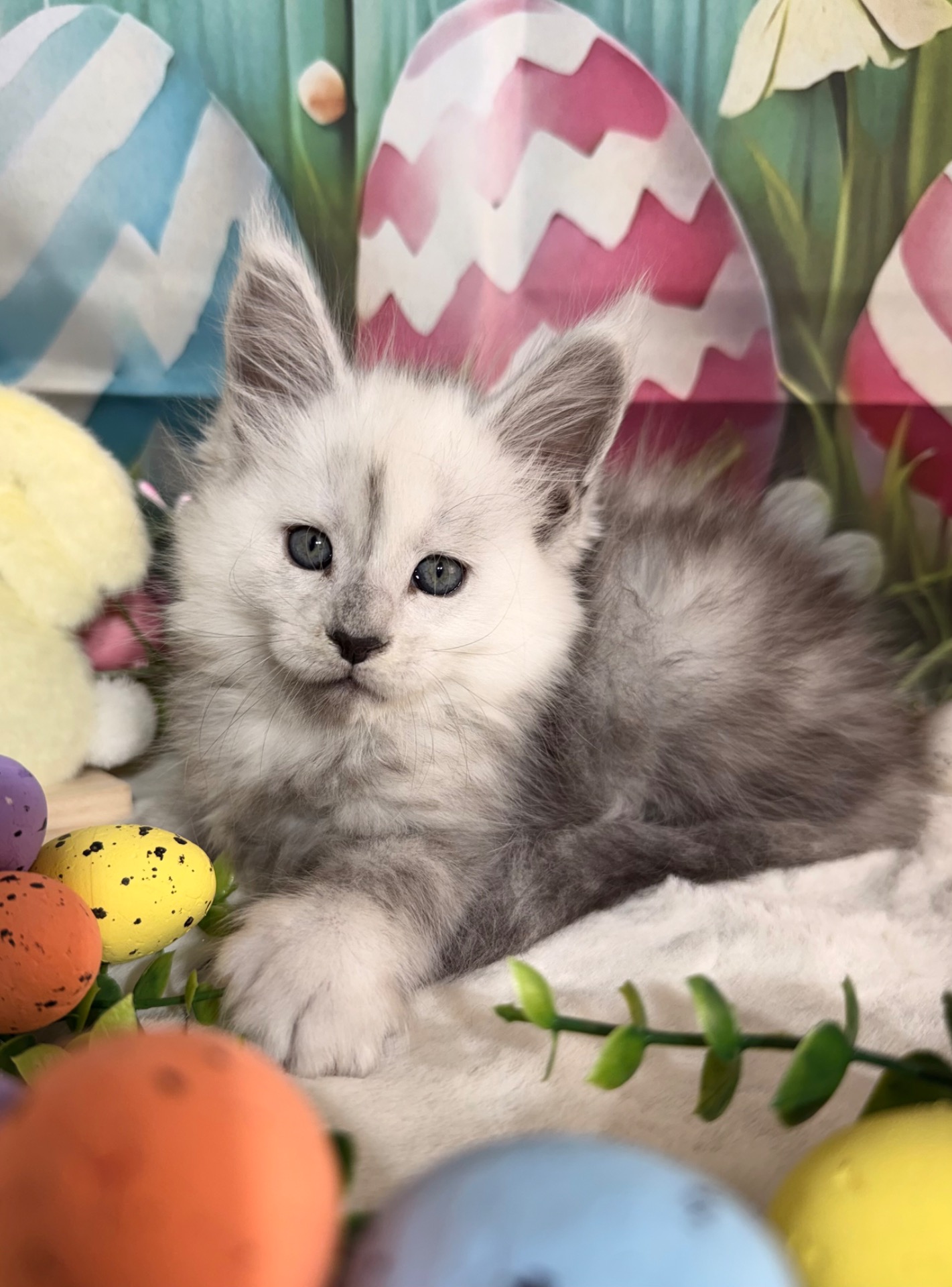 💙FLOKI ALIAS’ EMPIRE💙◾️ NS11