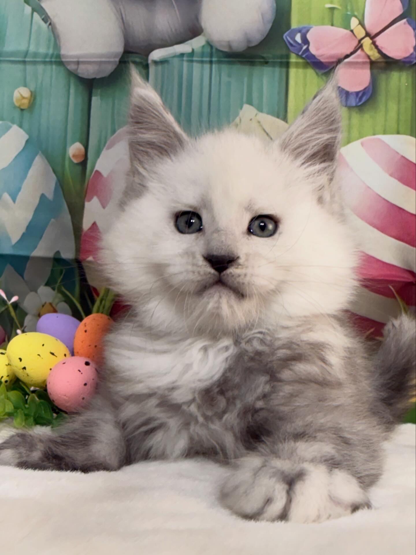 💙ROLLO ALIAS’ EMPIRE💙🟢 NS11