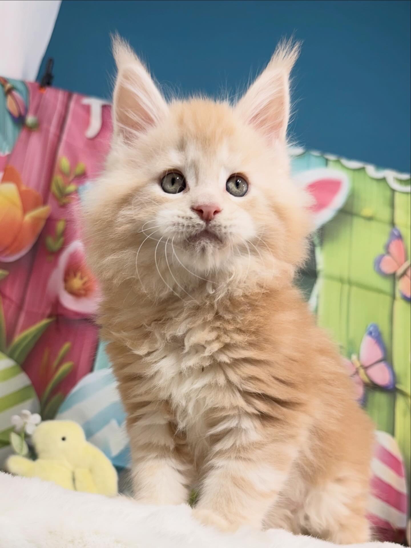 ⛔️💙TIM BRADFORD ALIAS’ EMPIRE💙⛔️ DS(22)