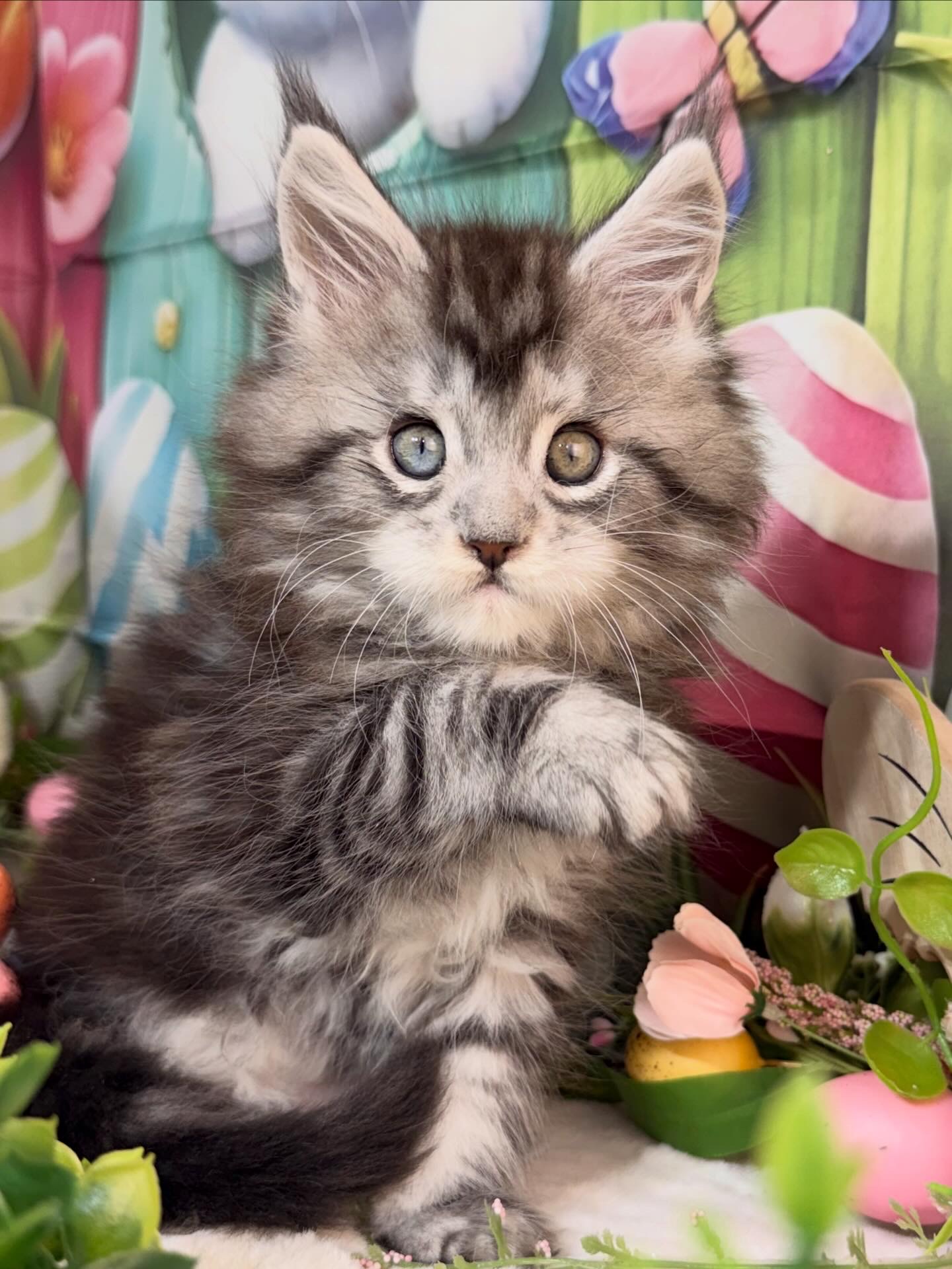 ⛔️💙JOHN NOLAN ALIAS’ EMPIRE💙⛔️NS 22 09 61