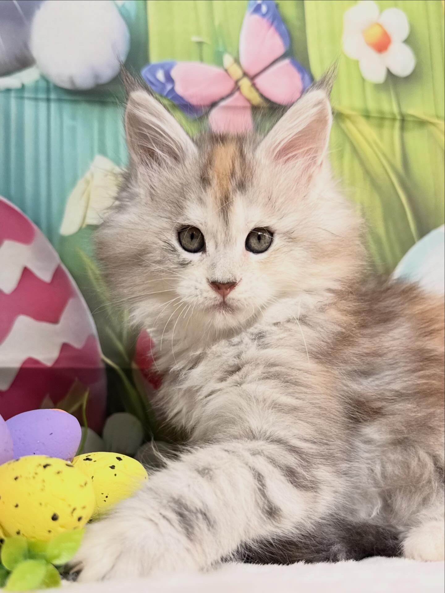 🩷LUCY CHEN ALIAS’ EMPIRE🩷 FS (22 09)