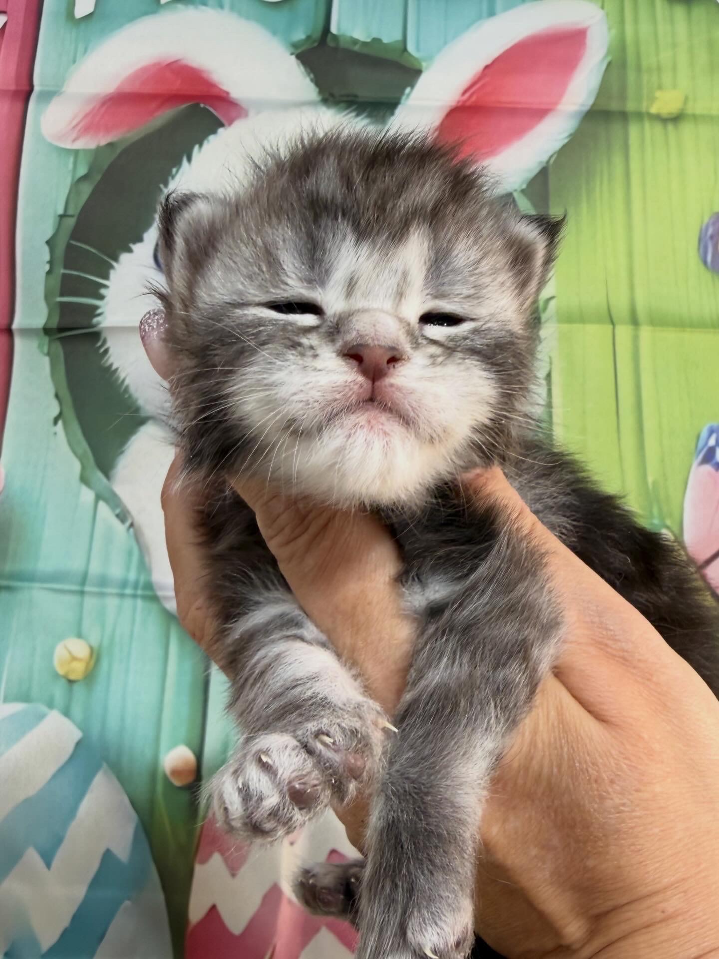 💙KAINAN ALIAS’ EMPIRE💙 NS22 🟤