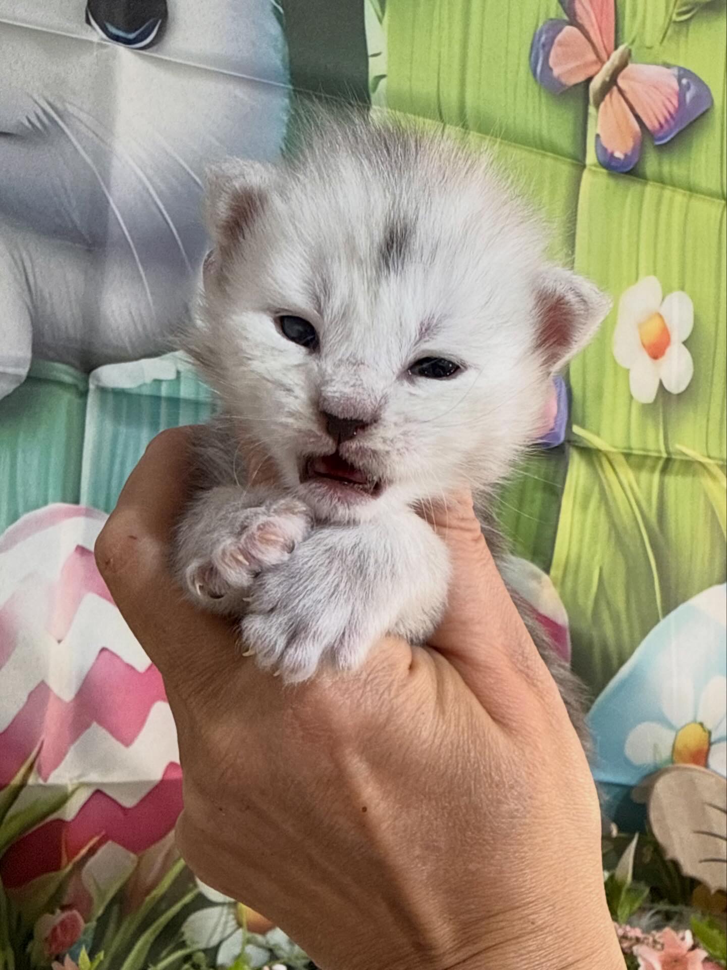 💙WULFRIC ALIAS’ EMPIRE💙 NS11🔵