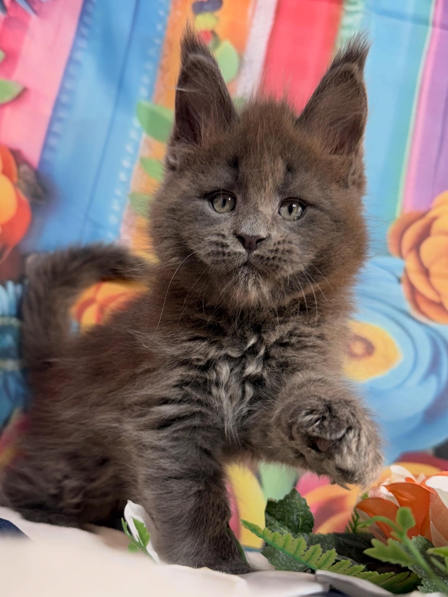 ⛔️💙MAGNETO ALIAS’ EMPIRE💙⛔️AS